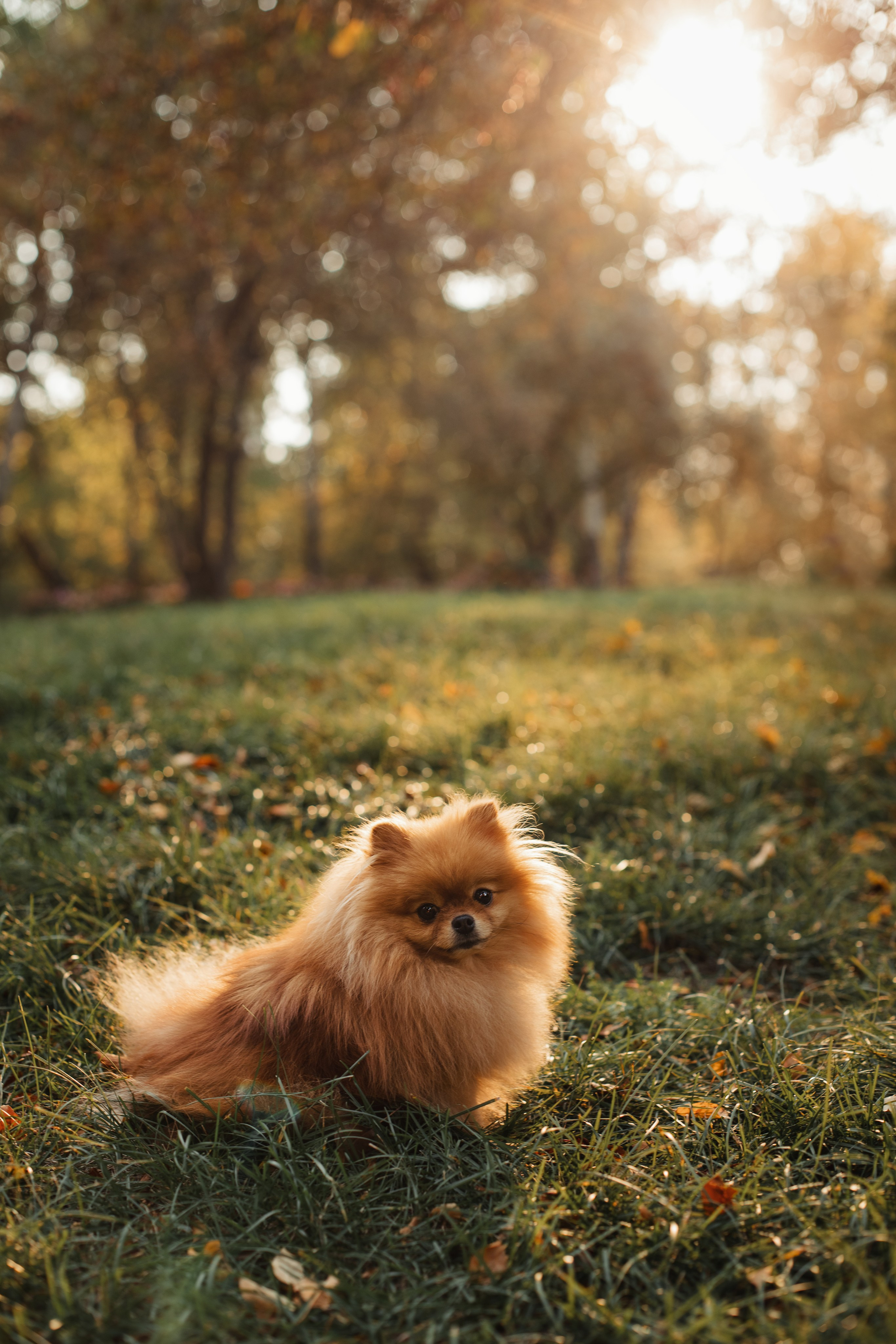 Осенняя фотосессия в парке. Фотограф Анна Лазарева