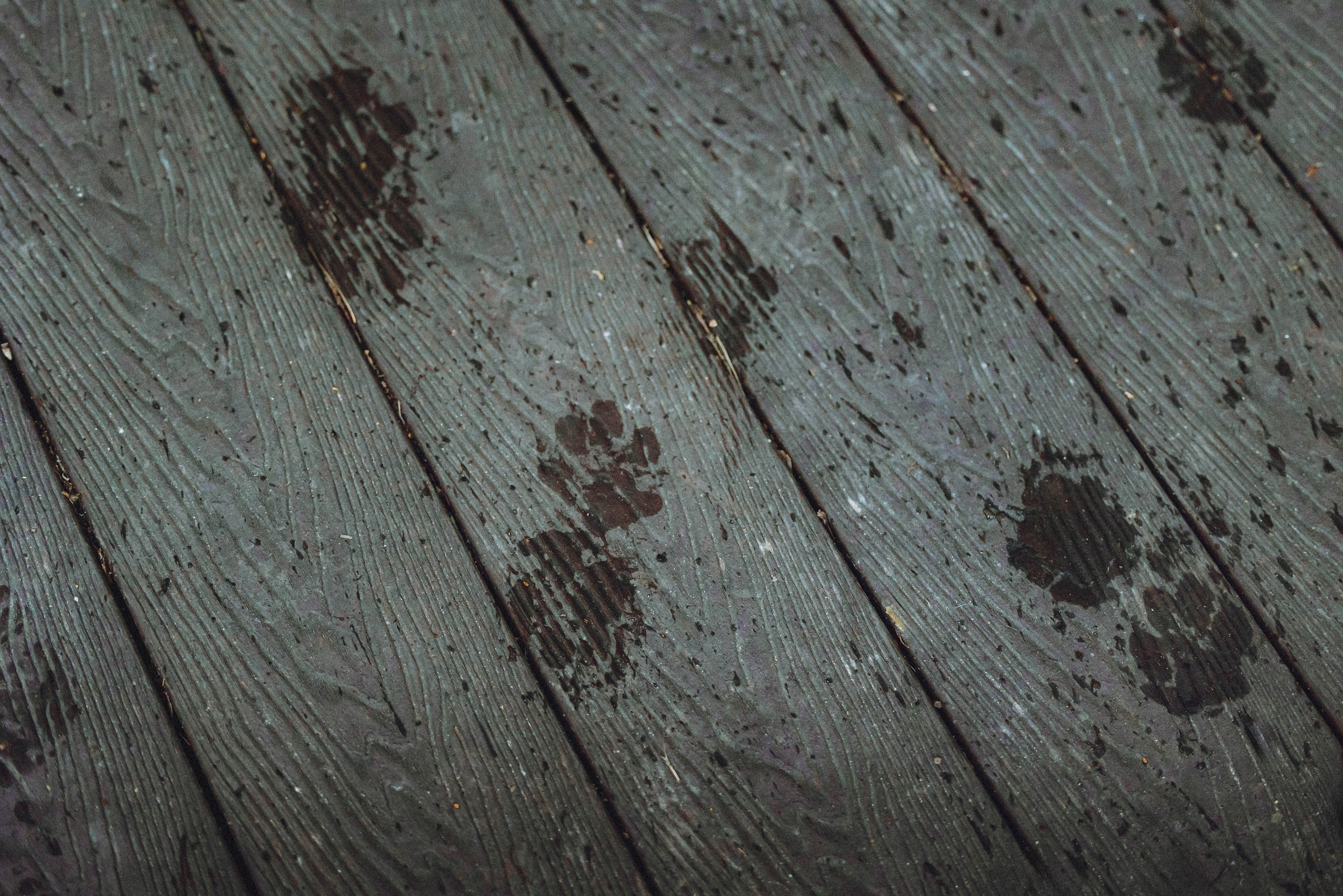 Лена, Принц и Фенек