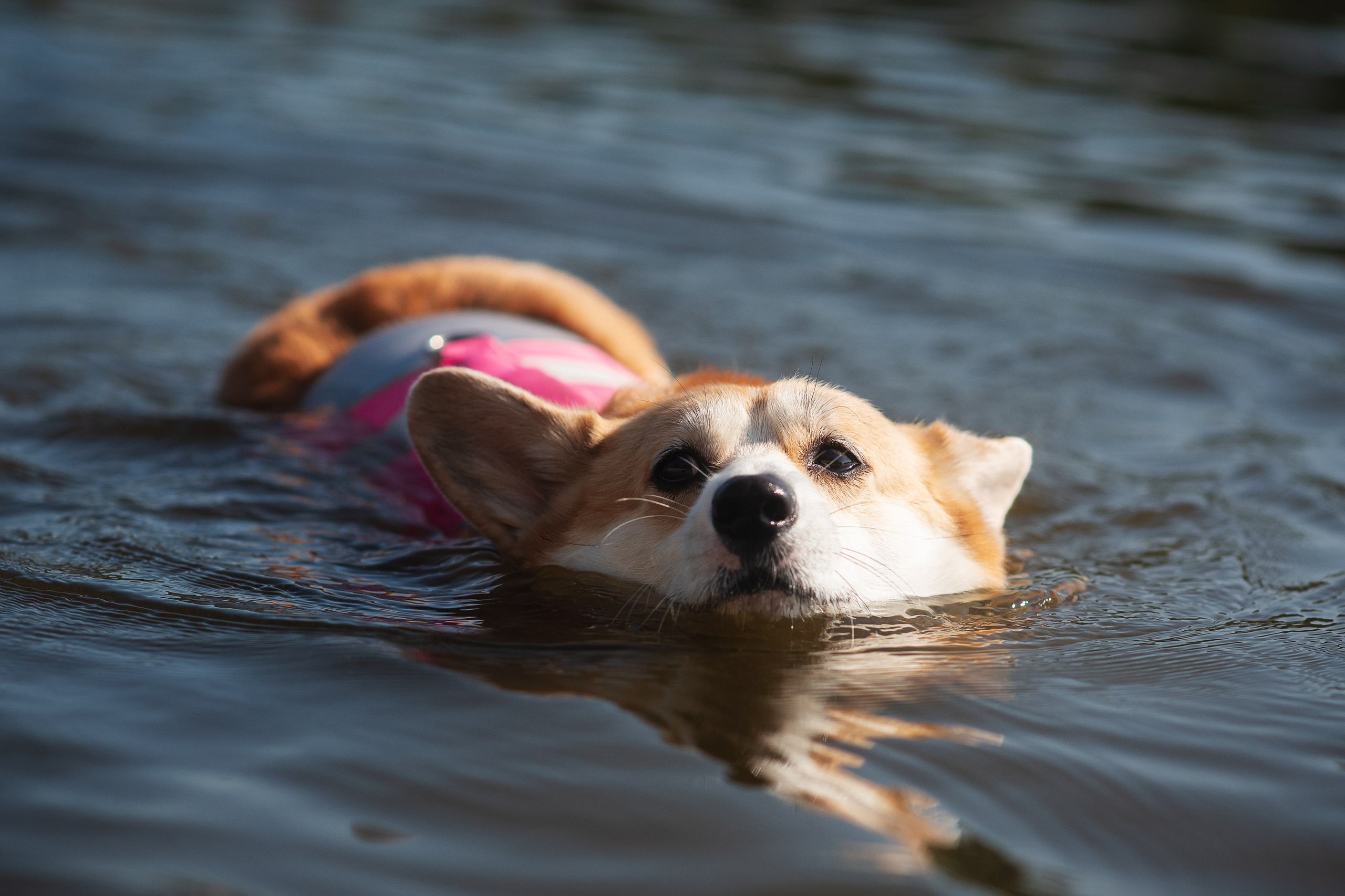 Майк и Лея — 29.08.2024. Фотограф — Анималист | Анна Абрамова