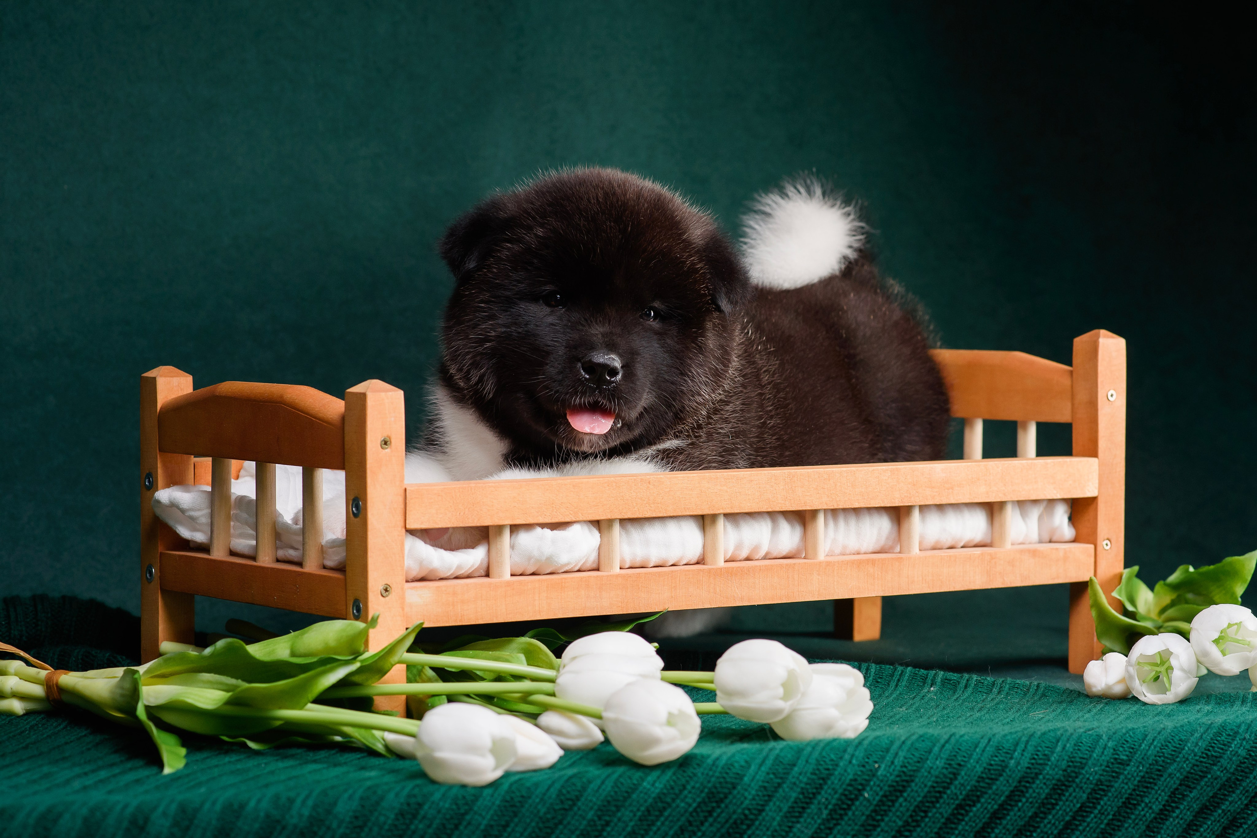 Щенки Американской Акиты. Фотограф — Анималист | Анна Абрамова