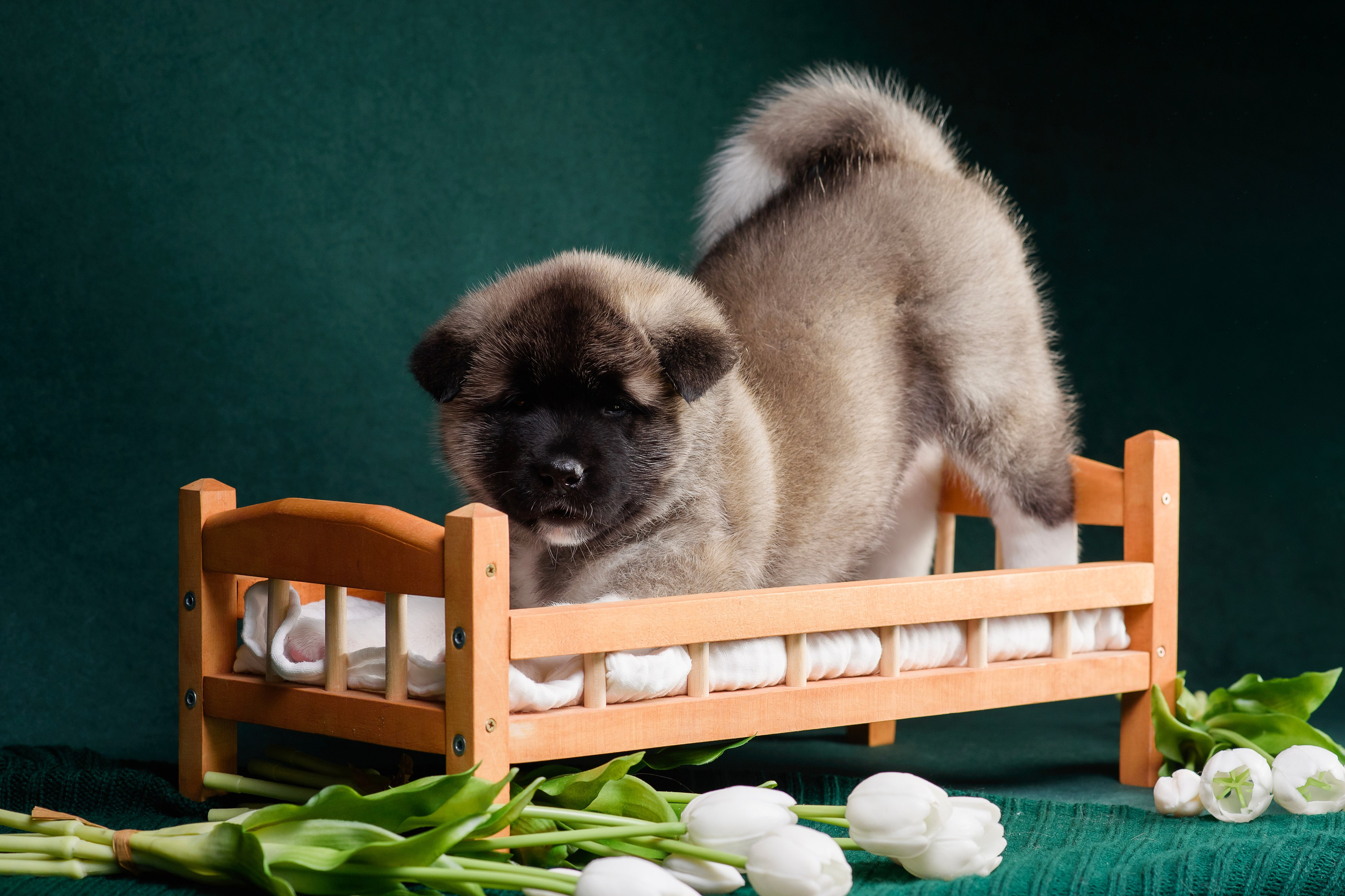 Щенки Американской Акиты. Фотограф — Анималист | Анна Абрамова