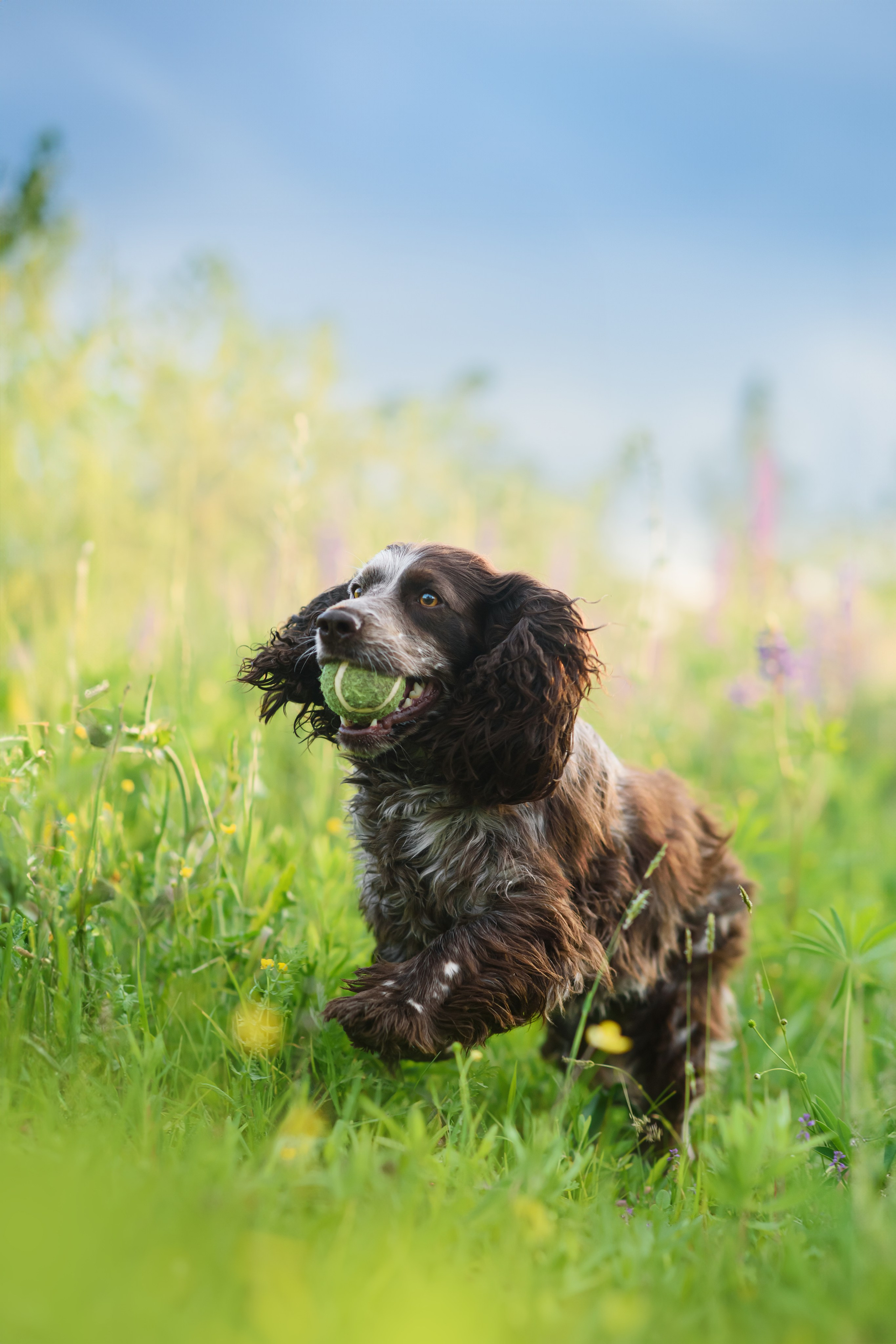 Фотограф — Анималист | Анна Абрамова