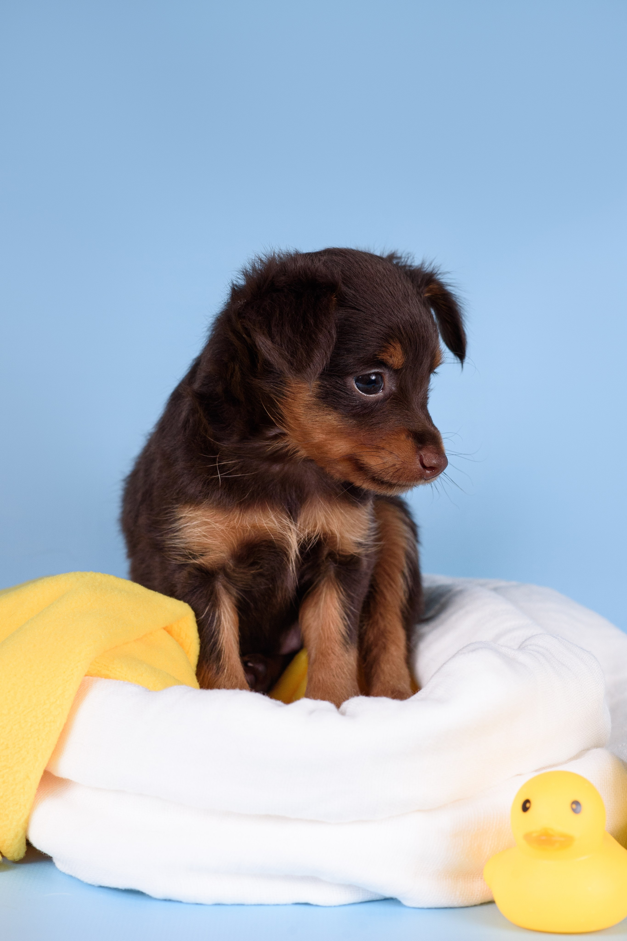 Щенки Пражских крысариков -13.04.2024. Фотограф — Анималист | Анна Абрамова