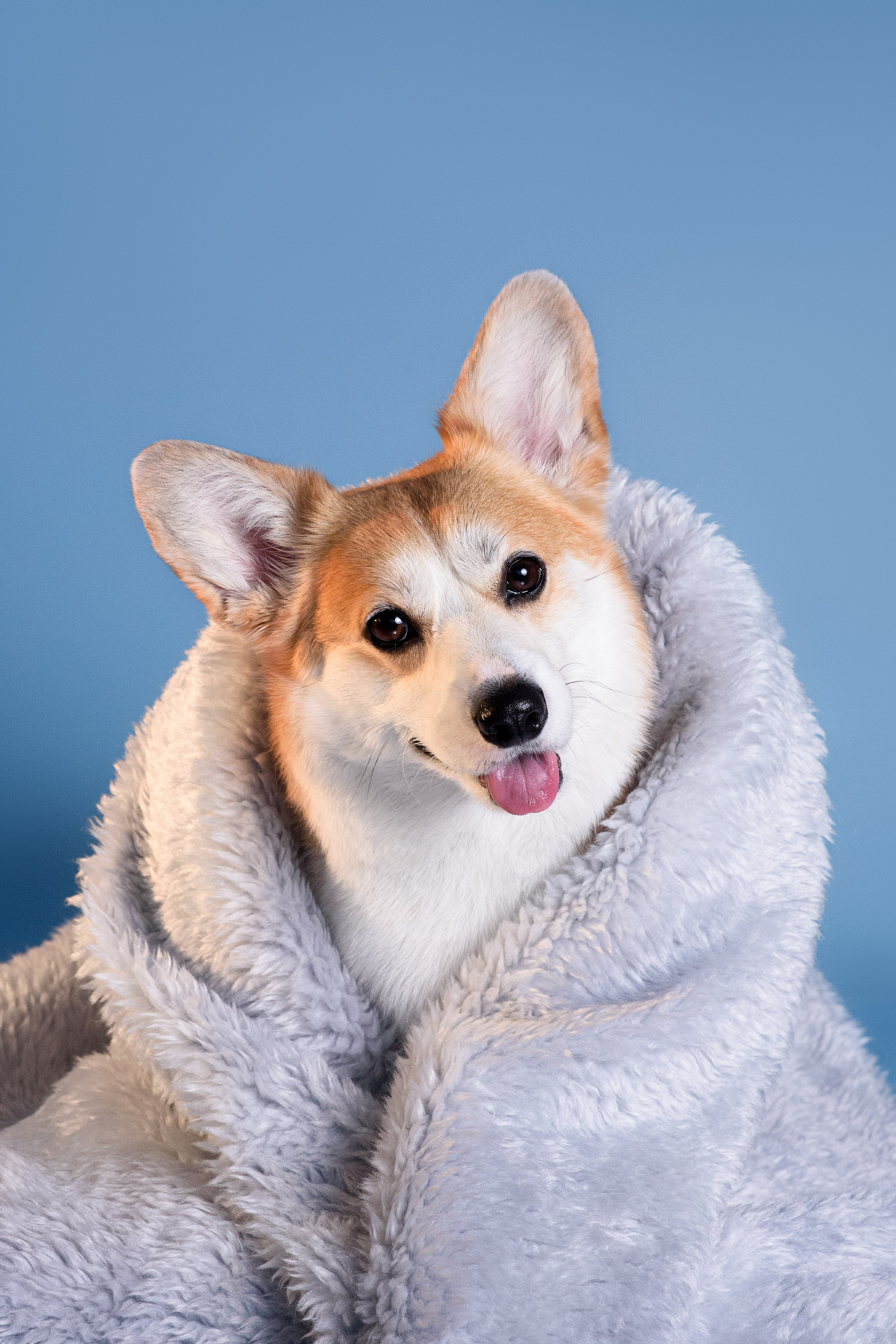 Лея съемка на однотонном фоне — 2024. Фотограф — Анималист | Анна Абрамова