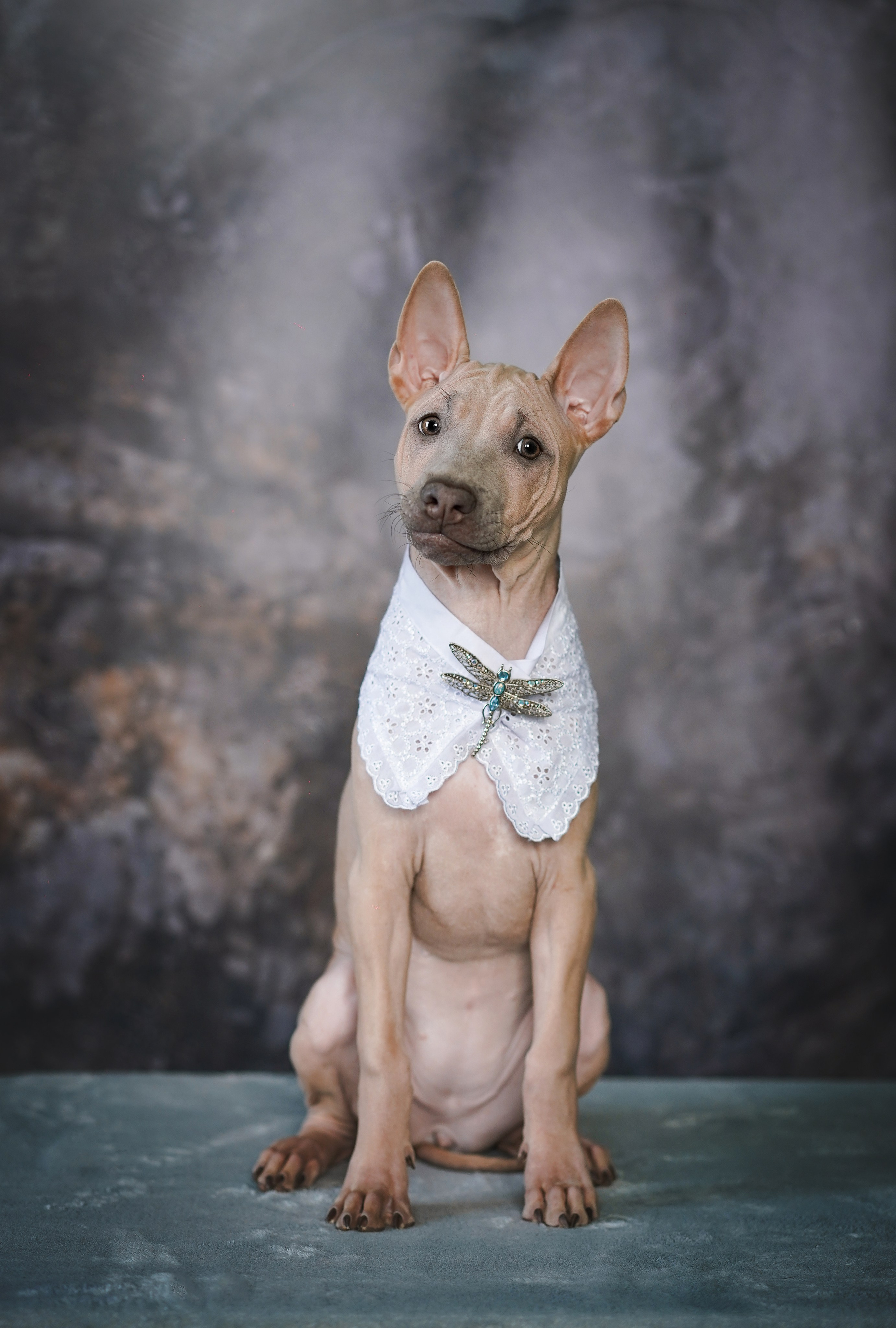 Щенки тайского риджбека. Фотограф-анималист в Санкт-Петербурге Яна Мартынова