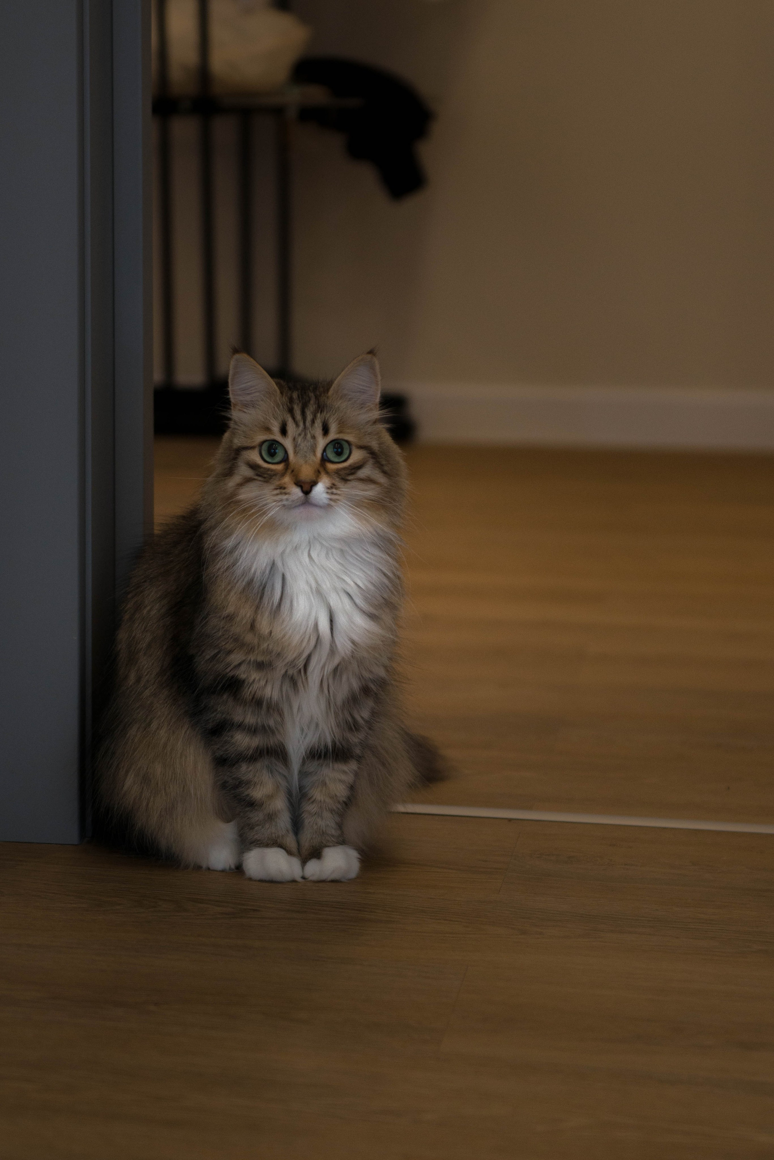 Масленица с теплом. Фотограф Санкт-Петербург