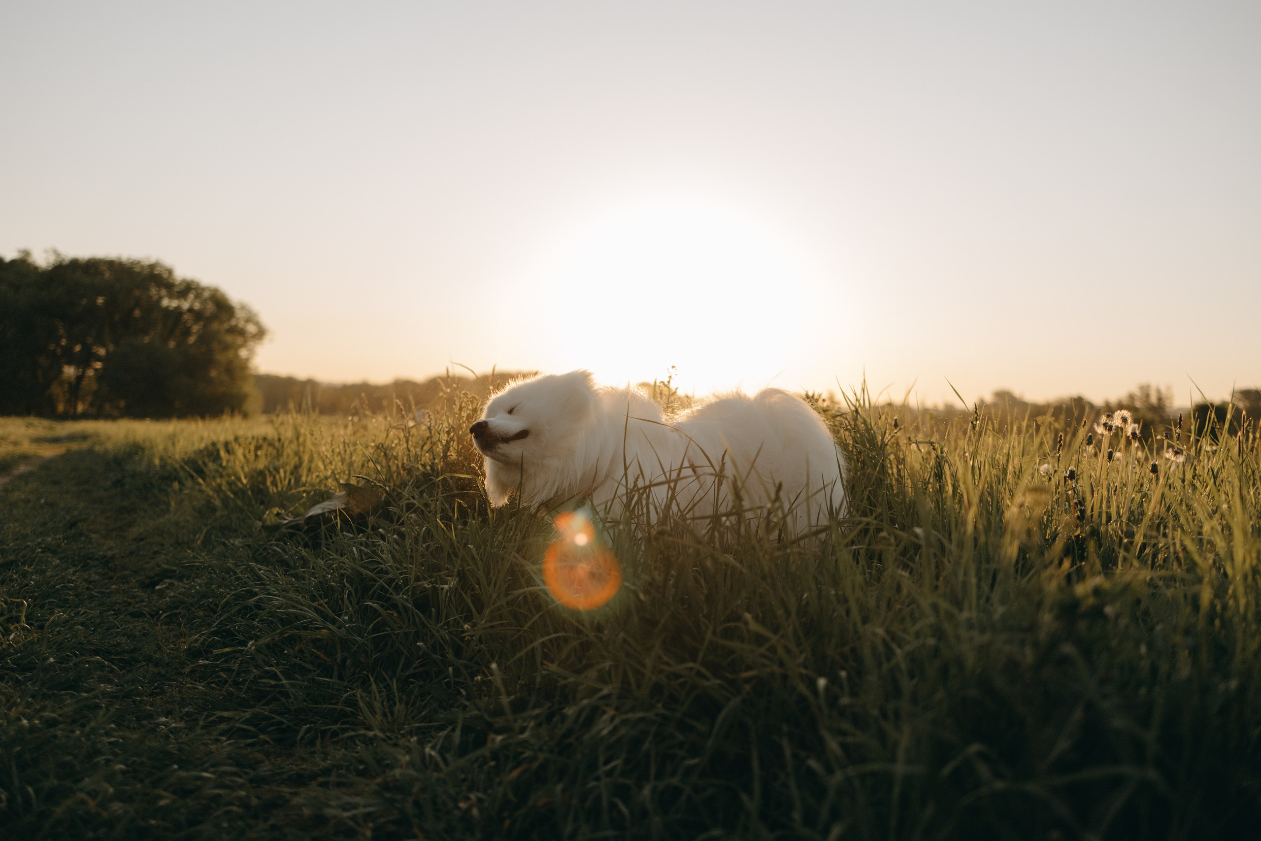 Танго и его семья. Фотограф — Анималист | Санкт-Петербург