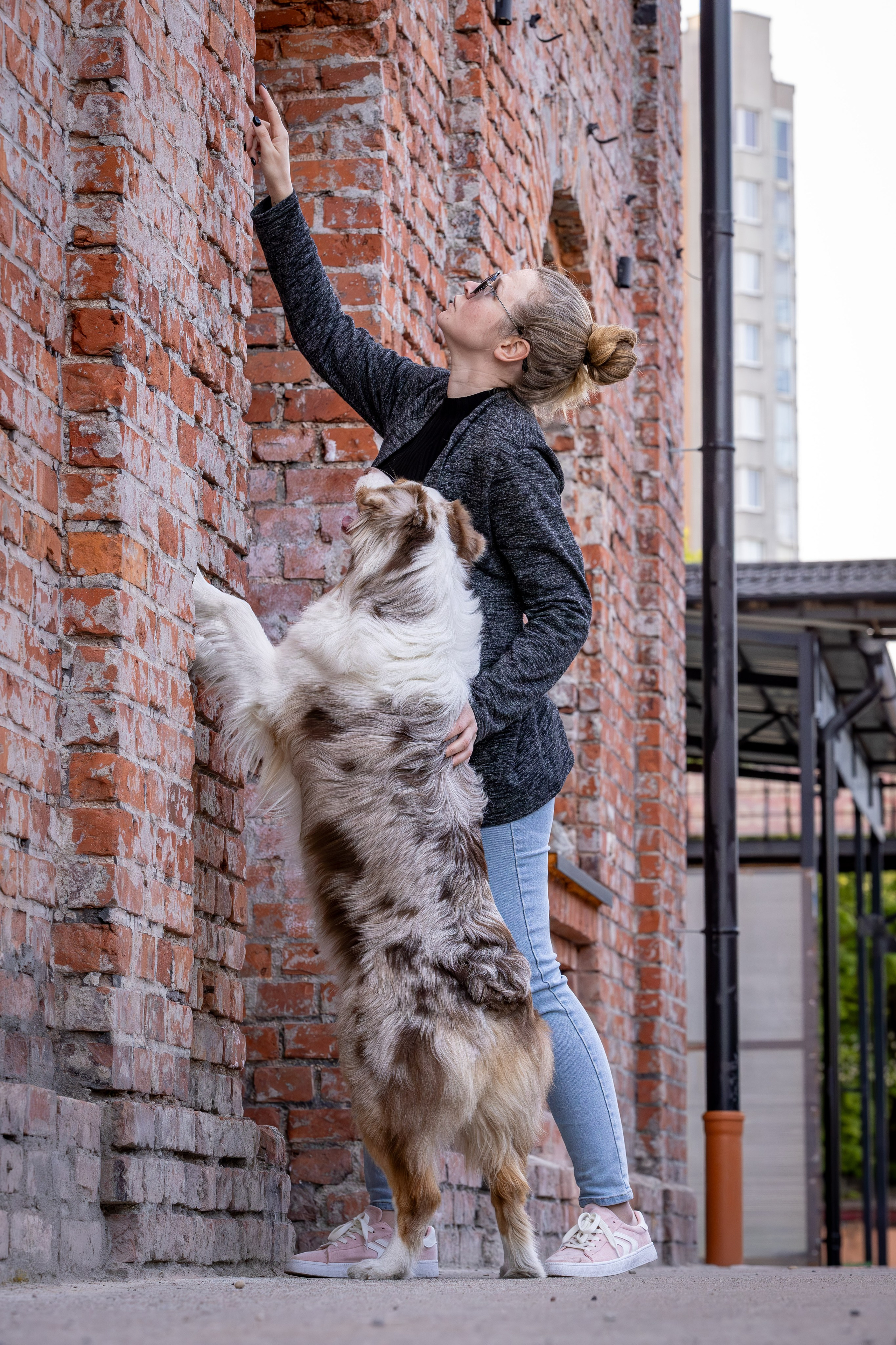 Полли, Австралийская Овчарка. Ирина Голомб|Фотограф-анималист в  Сочи и Калининграде