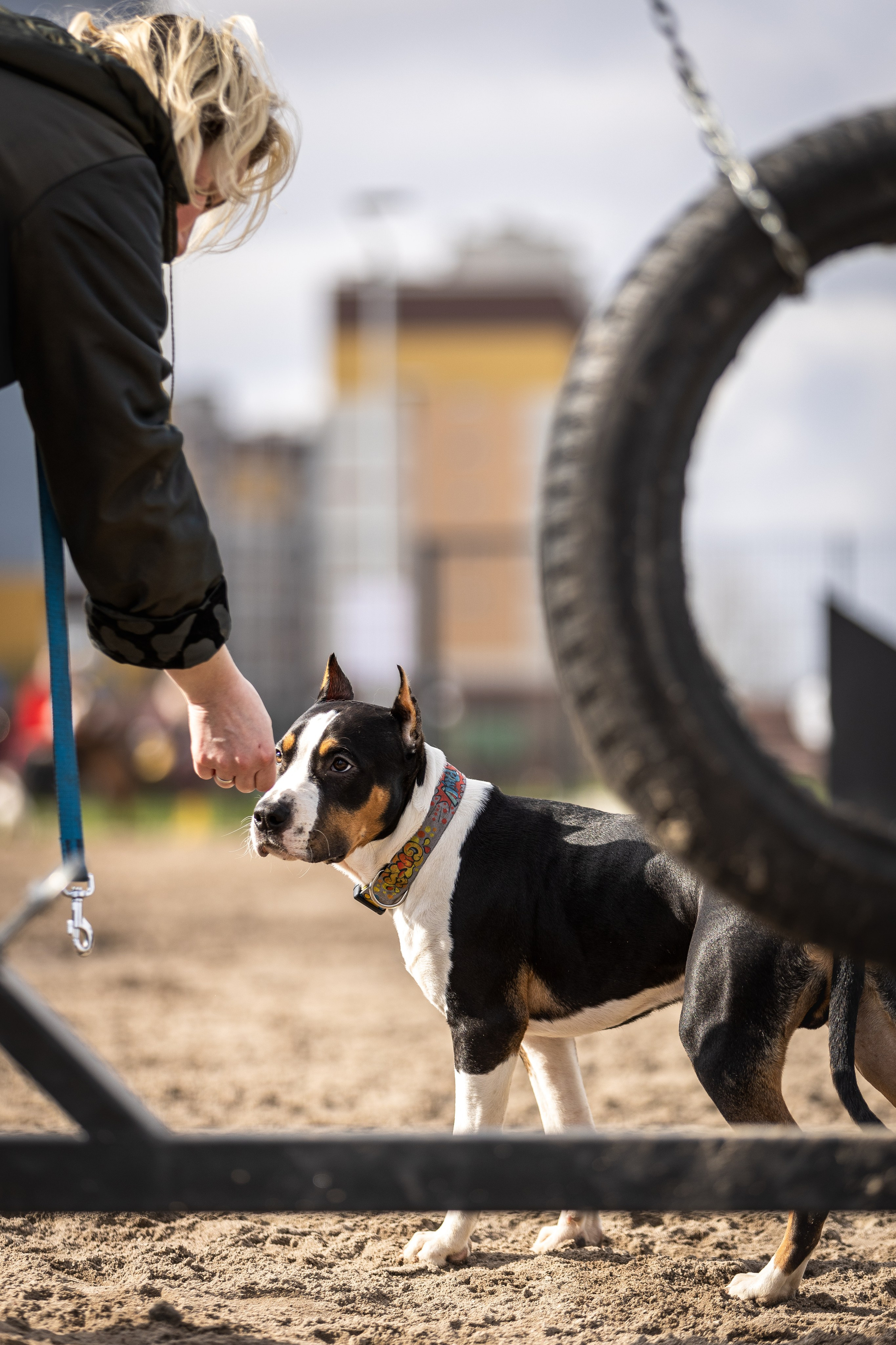Догтуса 24.03.2024. Ирина Голомб|Фотограф-анималист в  Сочи и Калининграде