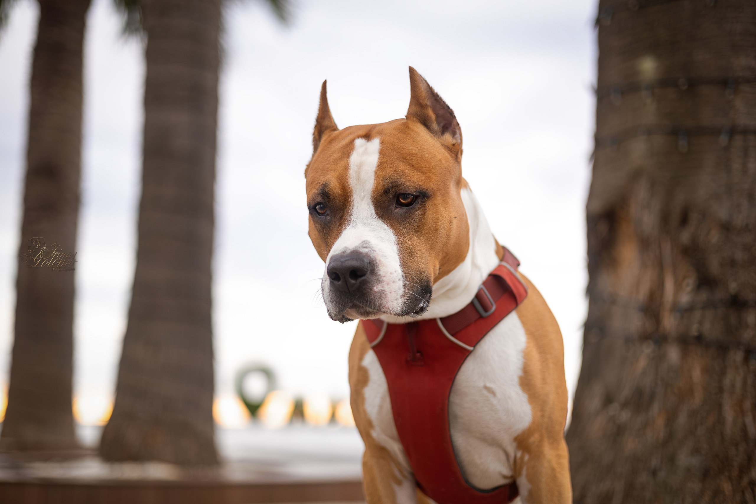 Джастин, Стаффорд. Ирина Голомб|Фотограф-анималист в  Сочи и Калининграде