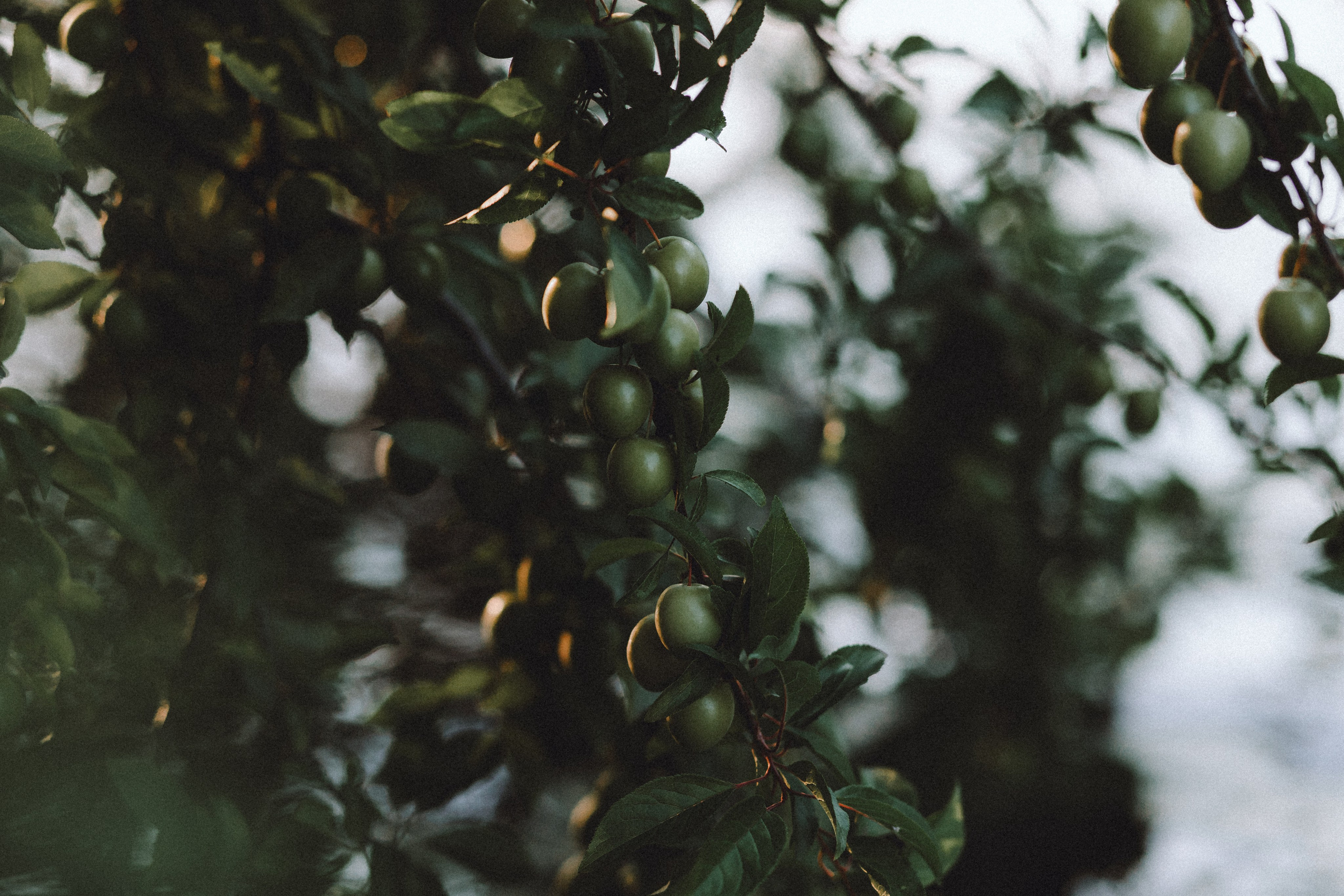 Маша и Джерри