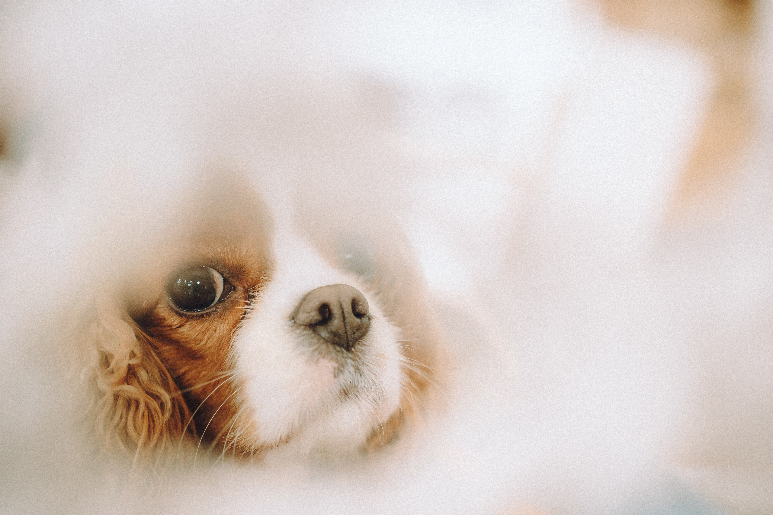 Валя, Вася, Аня и Ириска