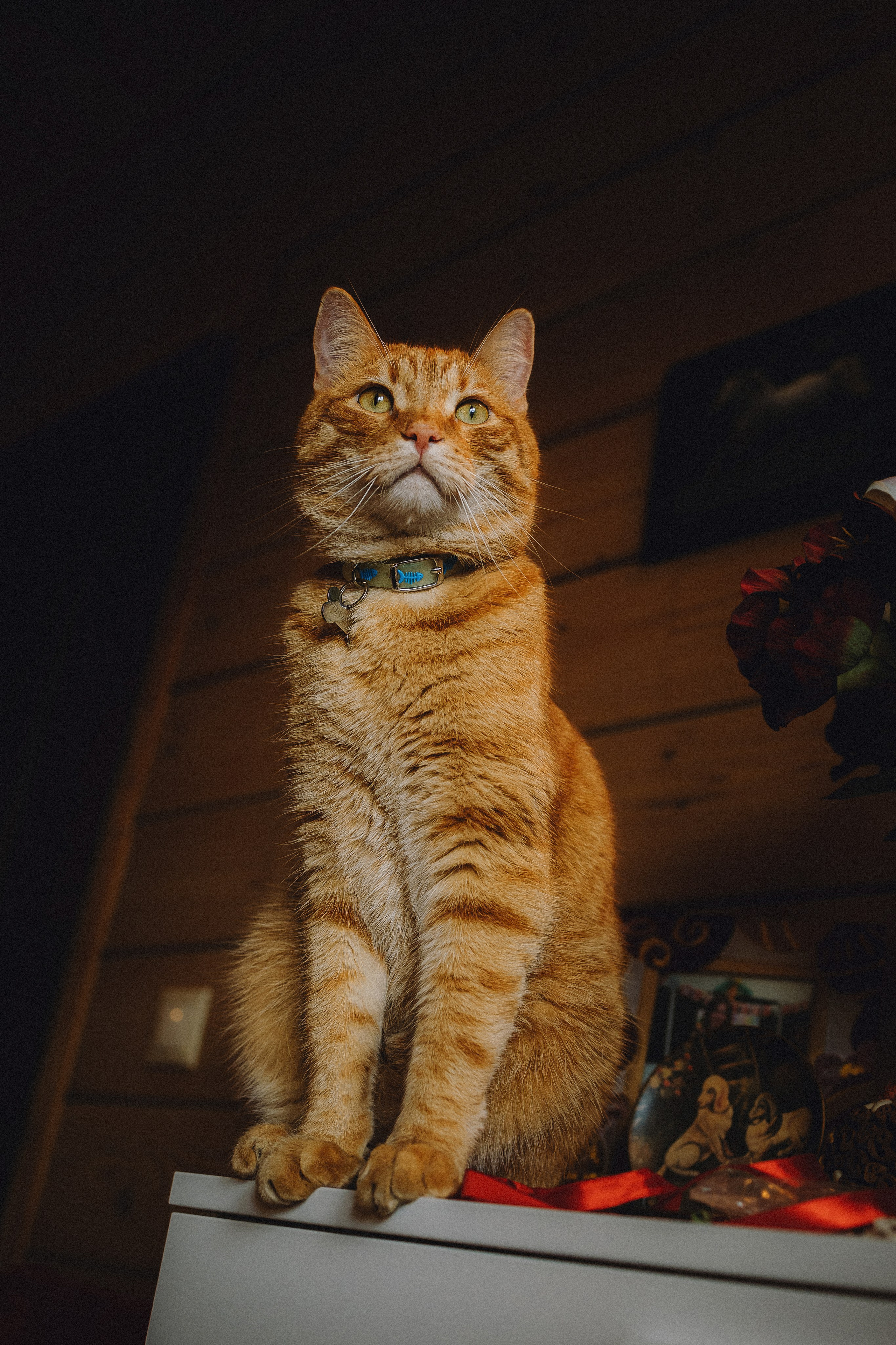 Леброн, Муся и их семья