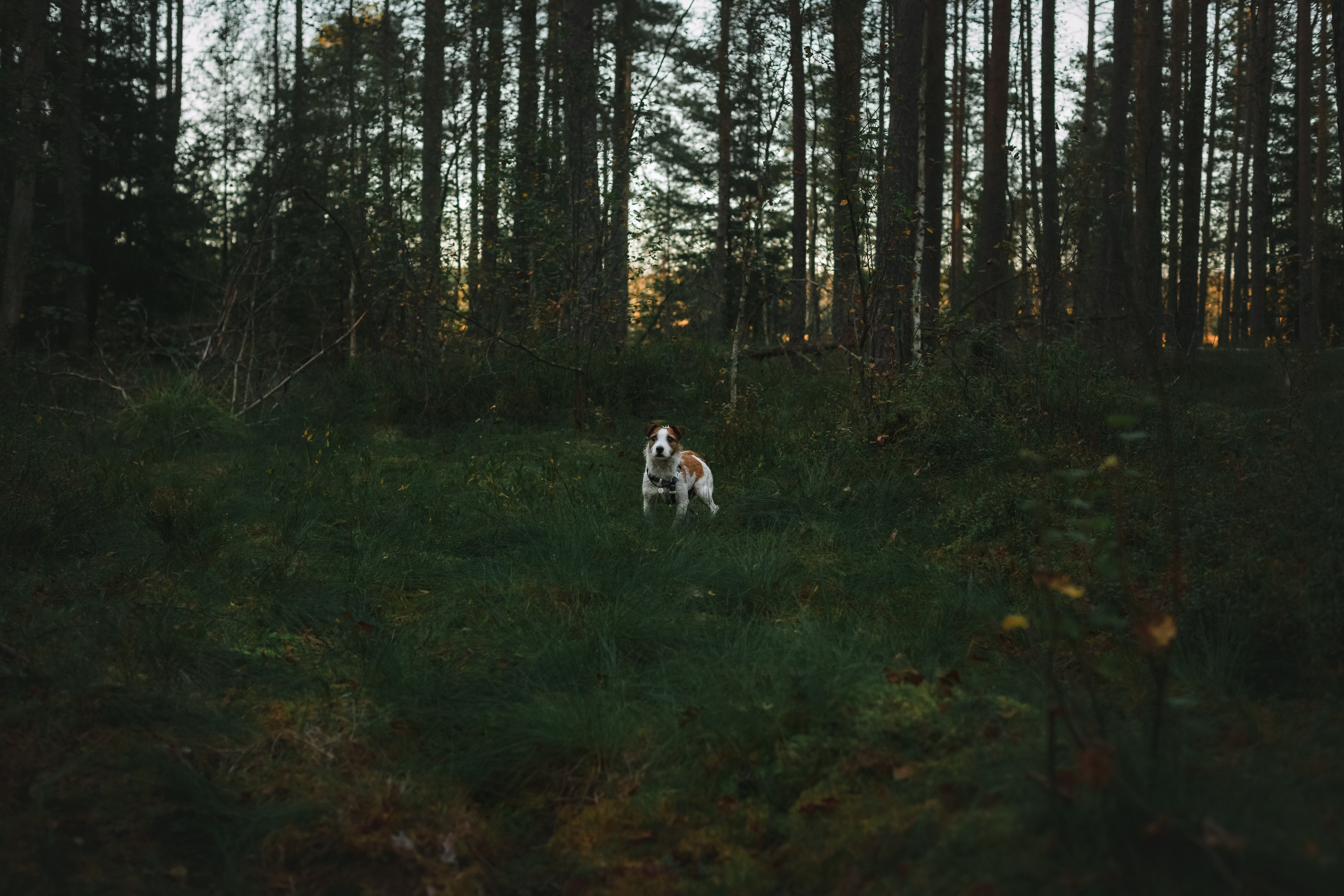 Фотопрогулка в Ленобласти. Фотограф-анималист Татьяна Степанова