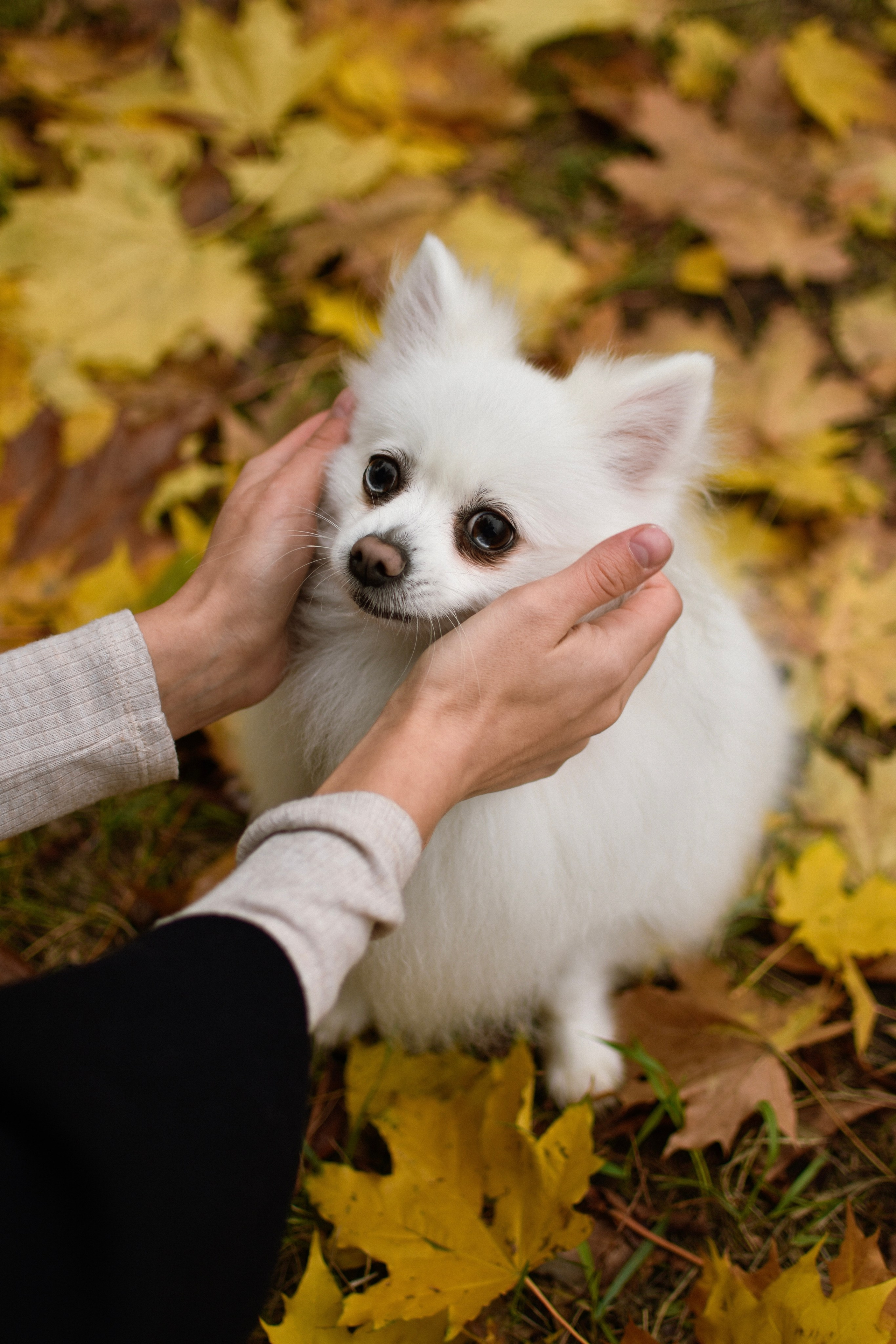Анабель и Саша. Фотограф-анималист Ксения Шевцова|Москва