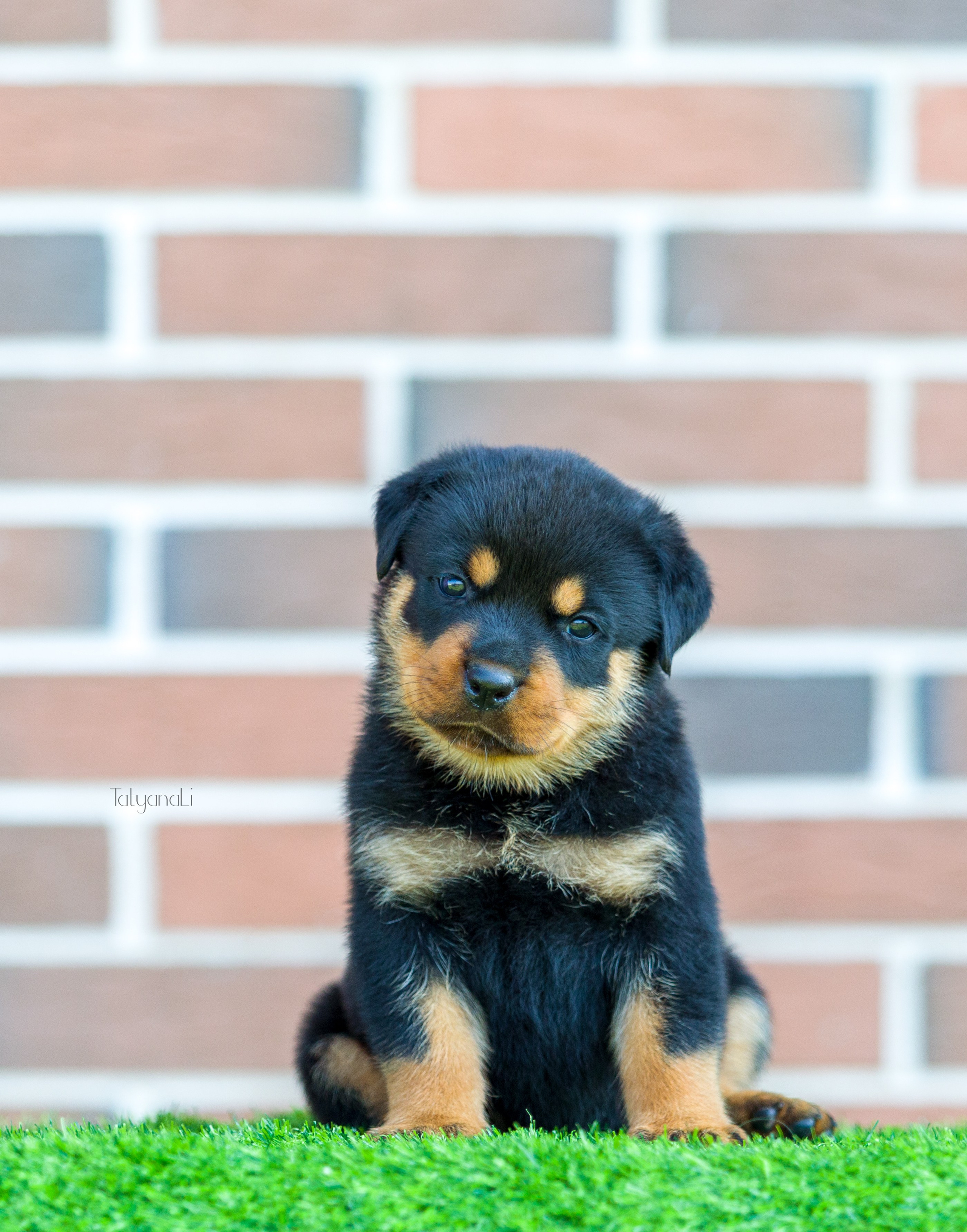 Ротвейлер. Фотограф — анималист Татьяна Ли