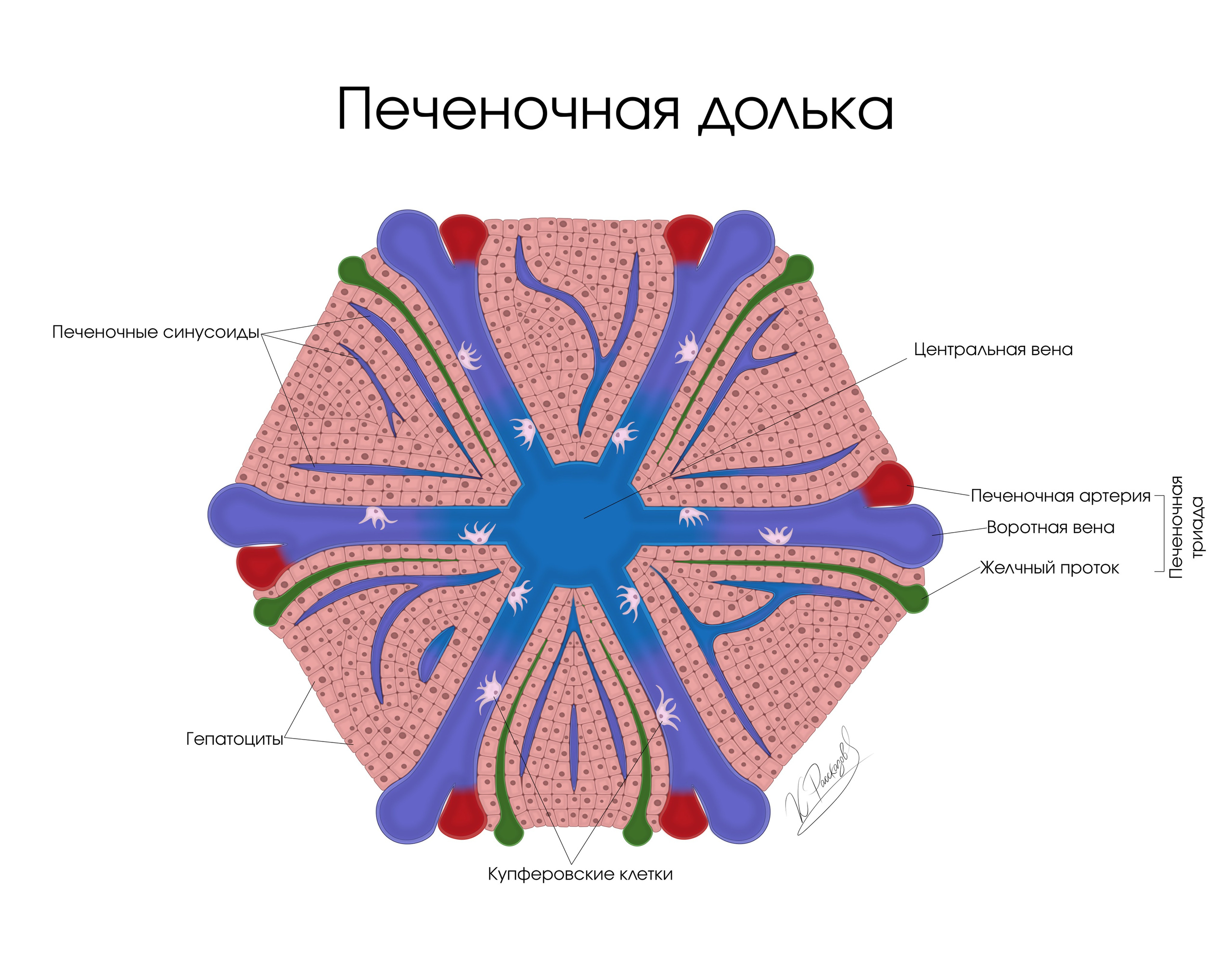 Portfolio. Scientific and medical illustration | Konstantin Rasskazov — Medical illustrator