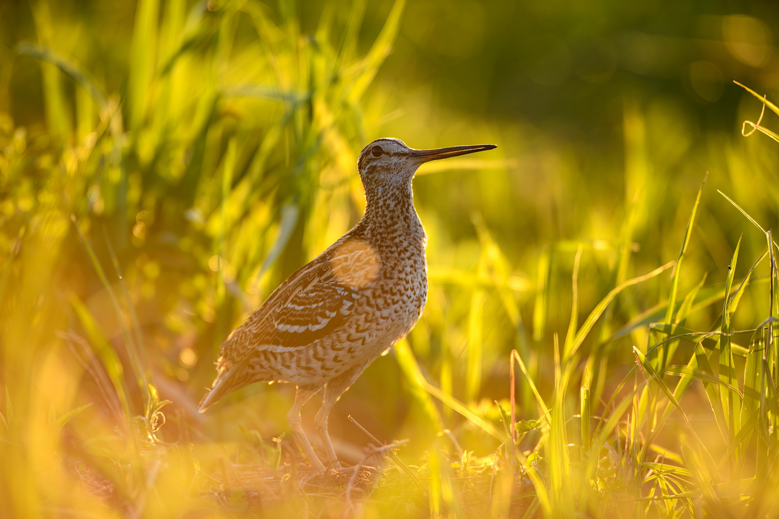 На дупелином току. Фотограф Сергей Пупонин