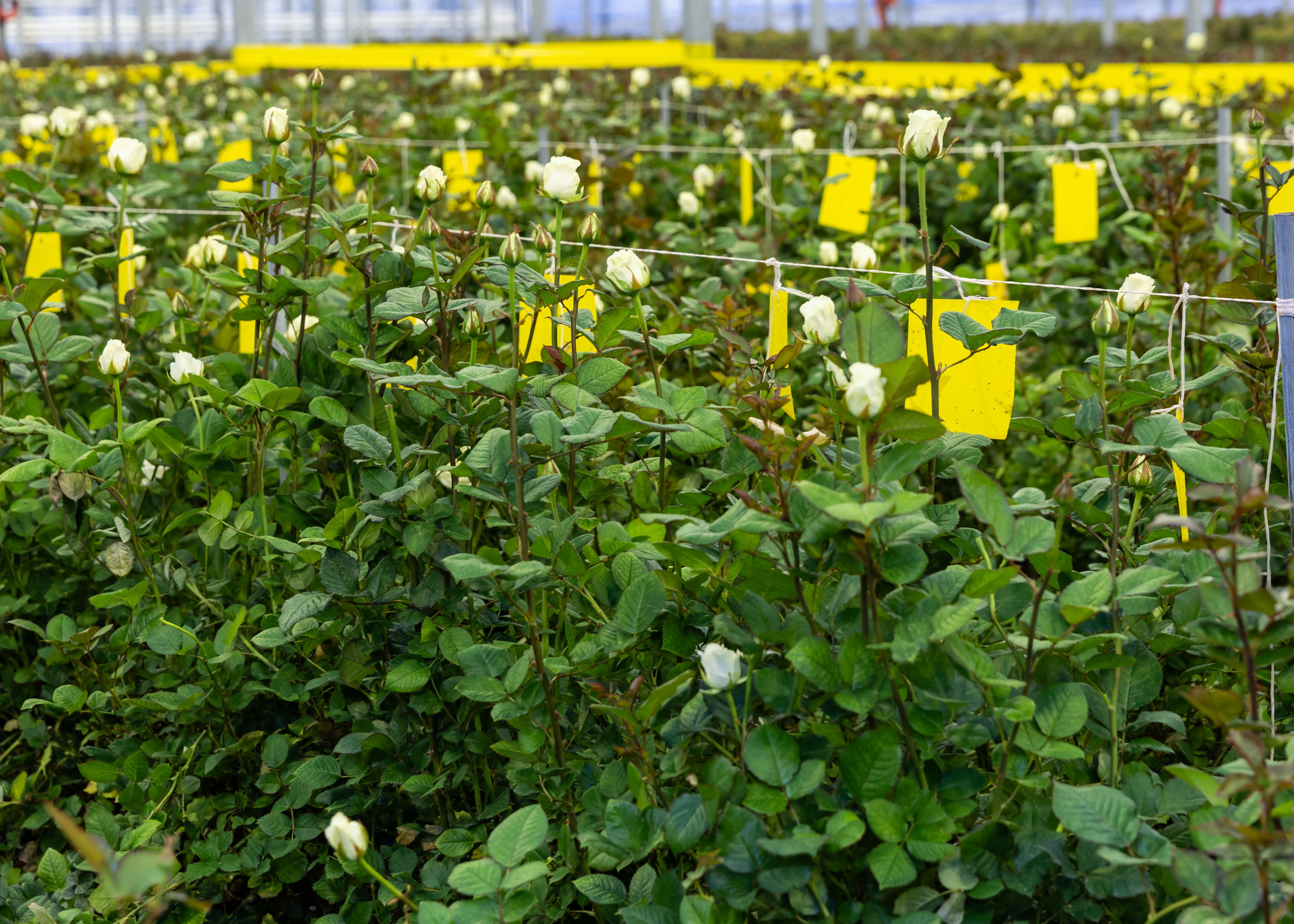 26.02.2026 Цветополис. ФОТОГРАФ ВИНОГРАДОВА ДАРЬЯ