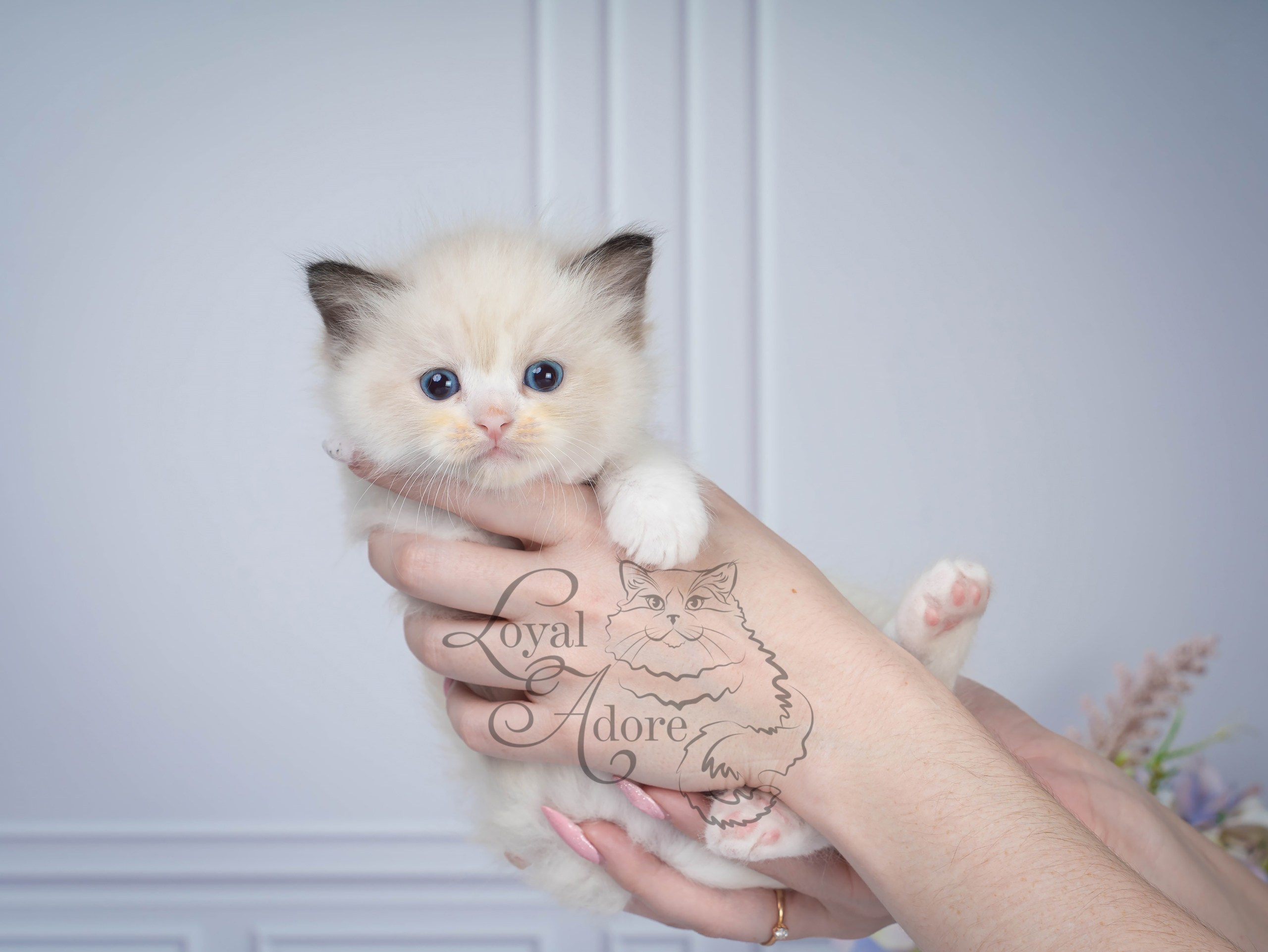Котята рэгдолл от Loyal Adore. Питомник рэгдолл Loyal Adore