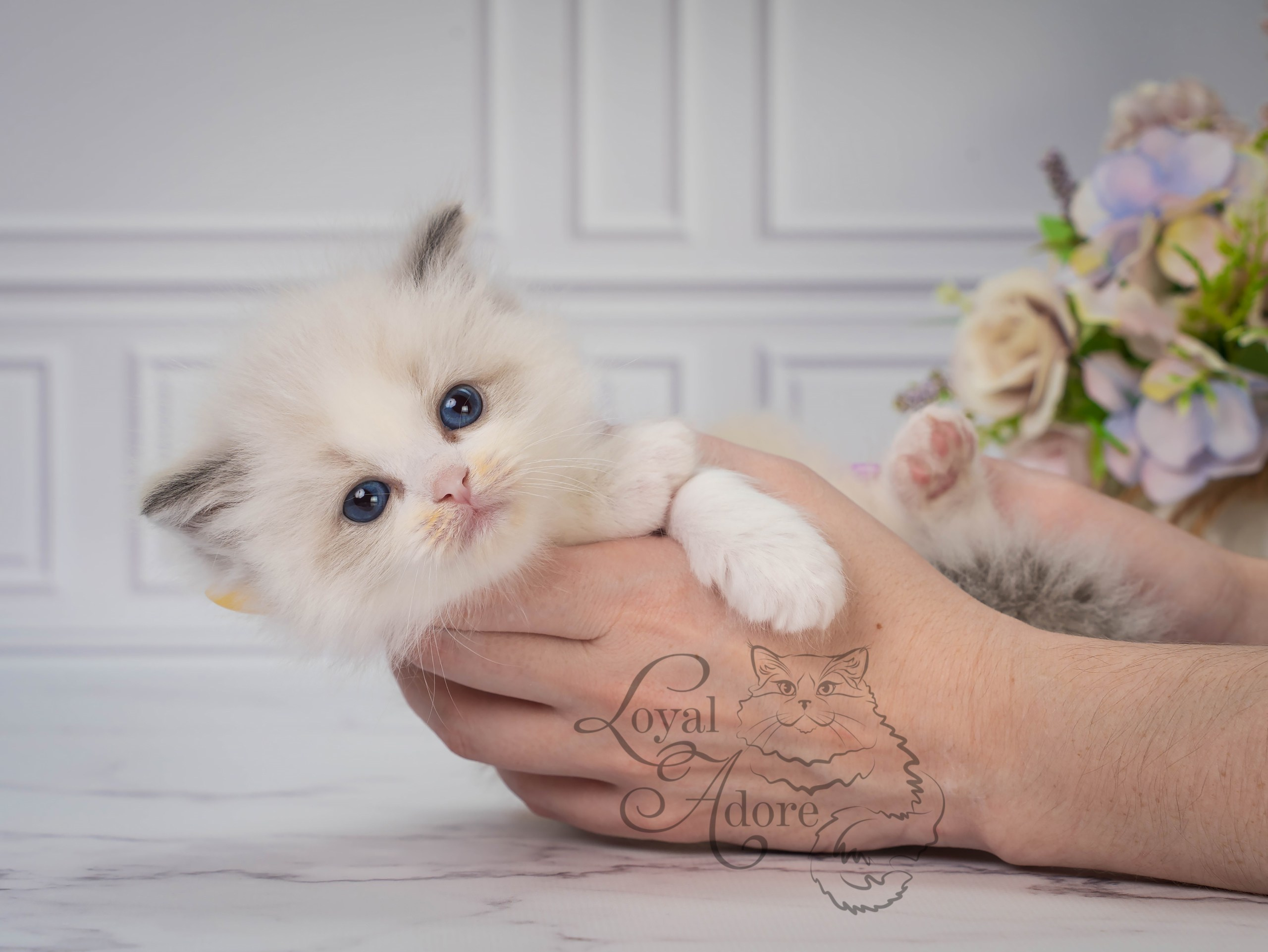 Все свободные котята. Питомник рэгдолл Loyal Adore