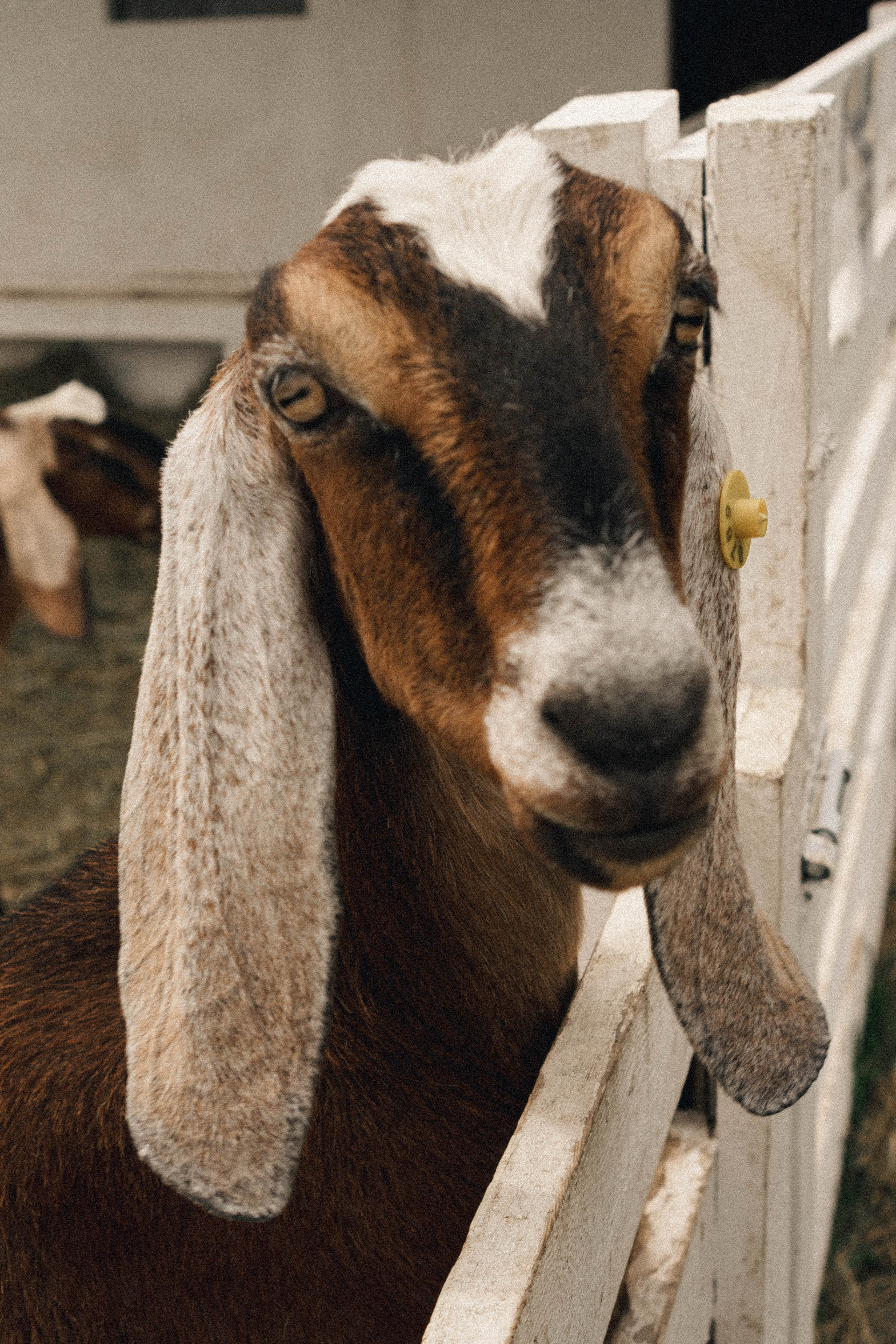 Ферма Альпак. Профессиональный фотограф, Санкт-Петербург — Виктория Богомолова