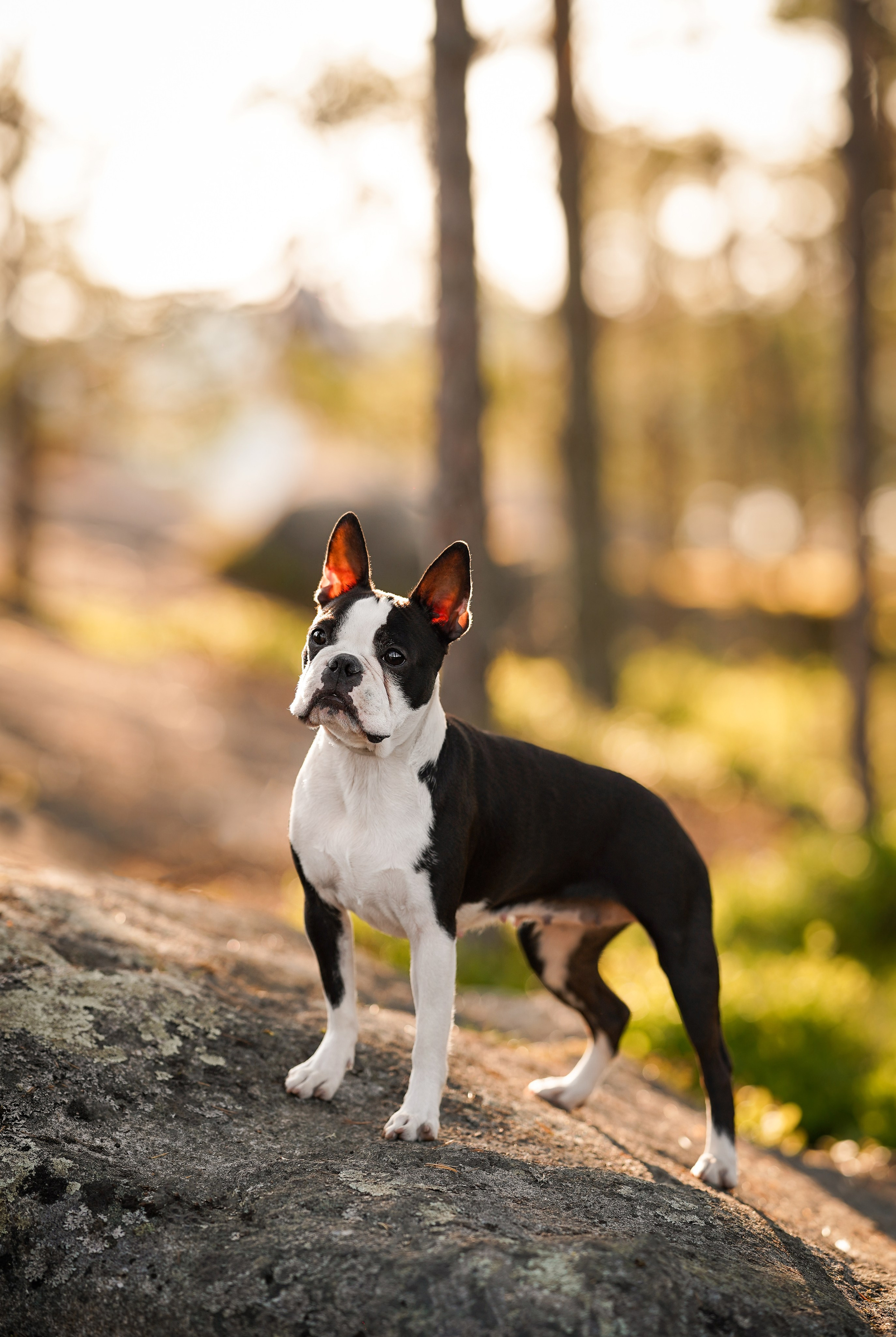 Даша Фифа Гага и Вениамина. Фотограф-анималист в Санкт-Петербурге Яна Мартынова