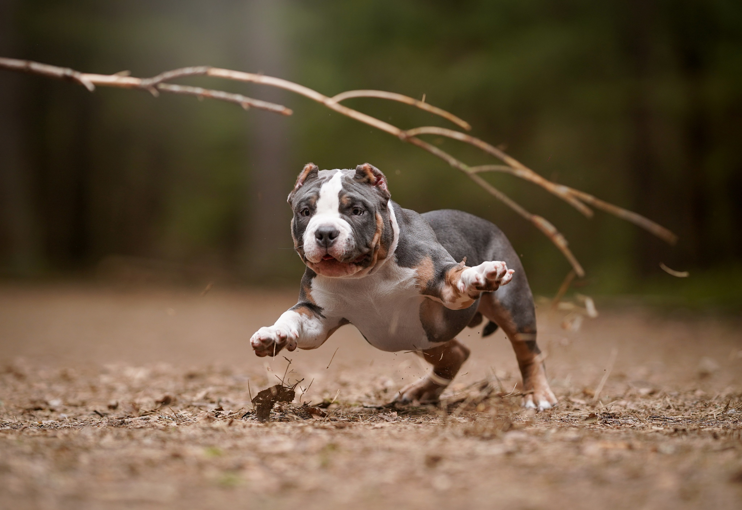 Щенки булли. Фотограф-анималист в Санкт-Петербурге Яна Мартынова