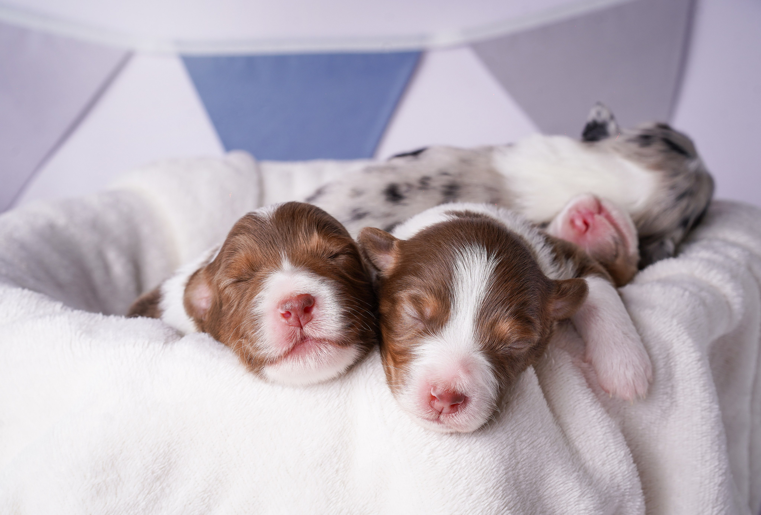 Щенки австралийской овчарки. Фотограф-анималист в Санкт-Петербурге Яна Мартынова