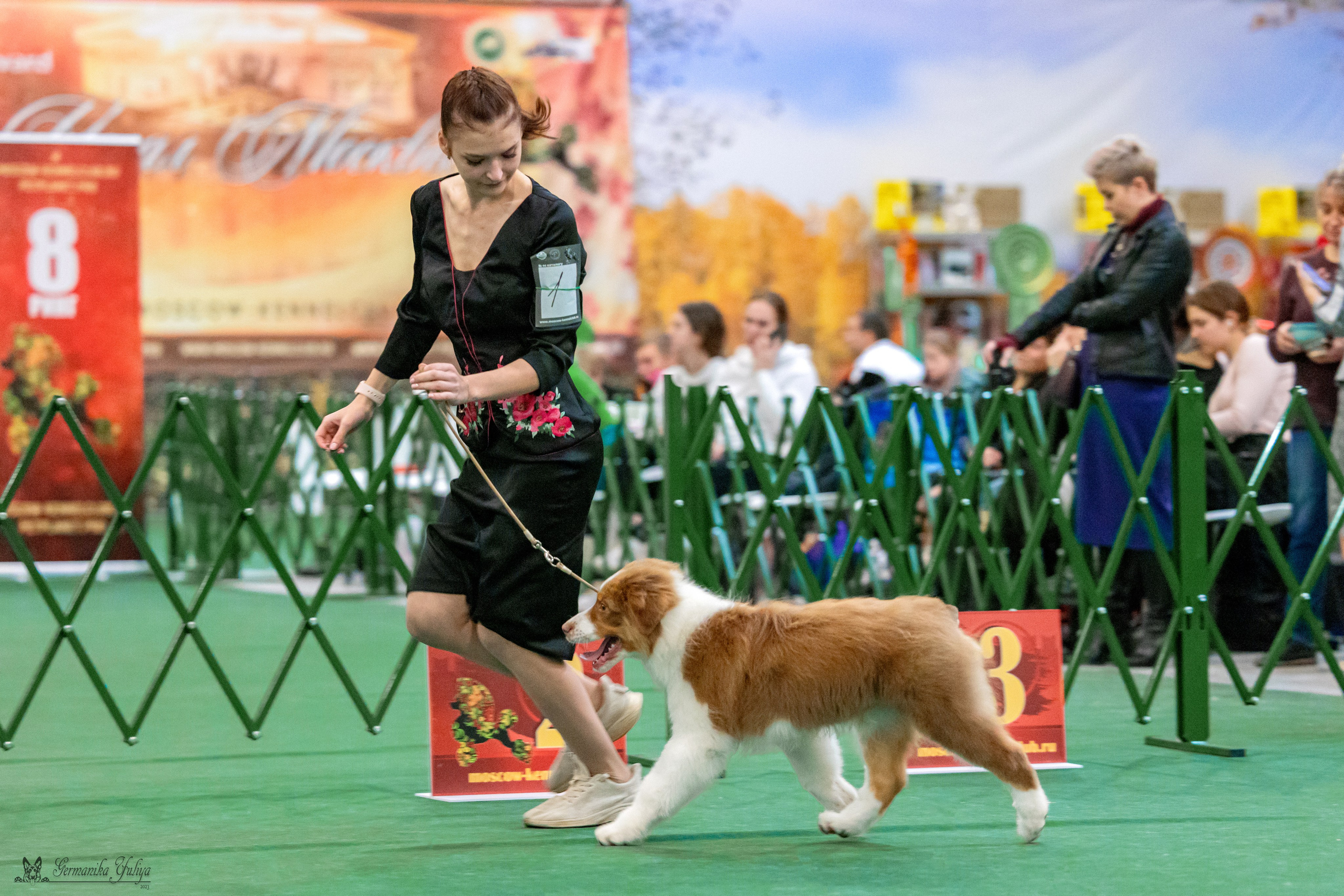 Сфера 29.10,Крокус 4.11,Сфера 12.11.2023. Фотограф-анималист Юлия Германика
