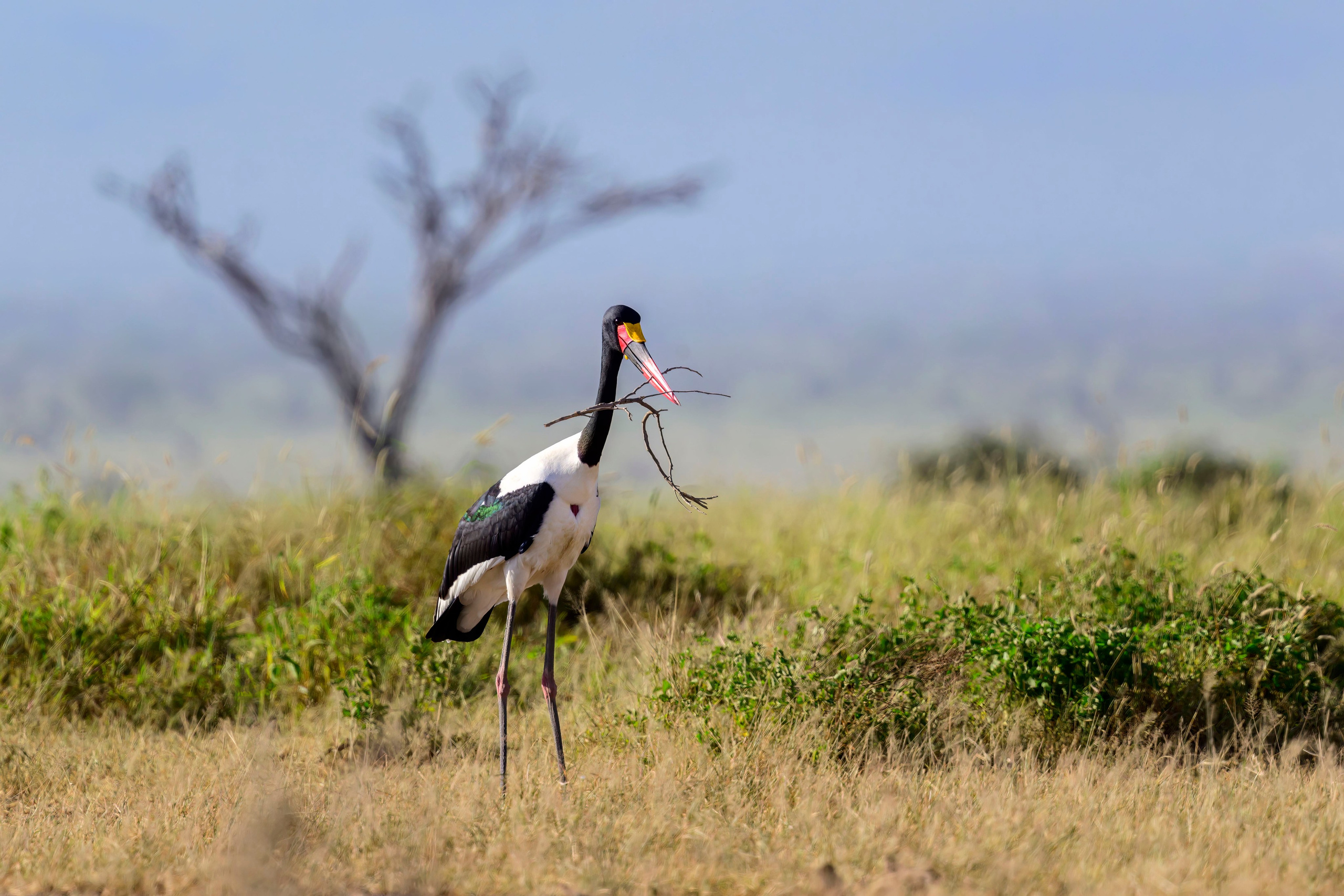 Кения. Wildlife photography by Sergey Puponin