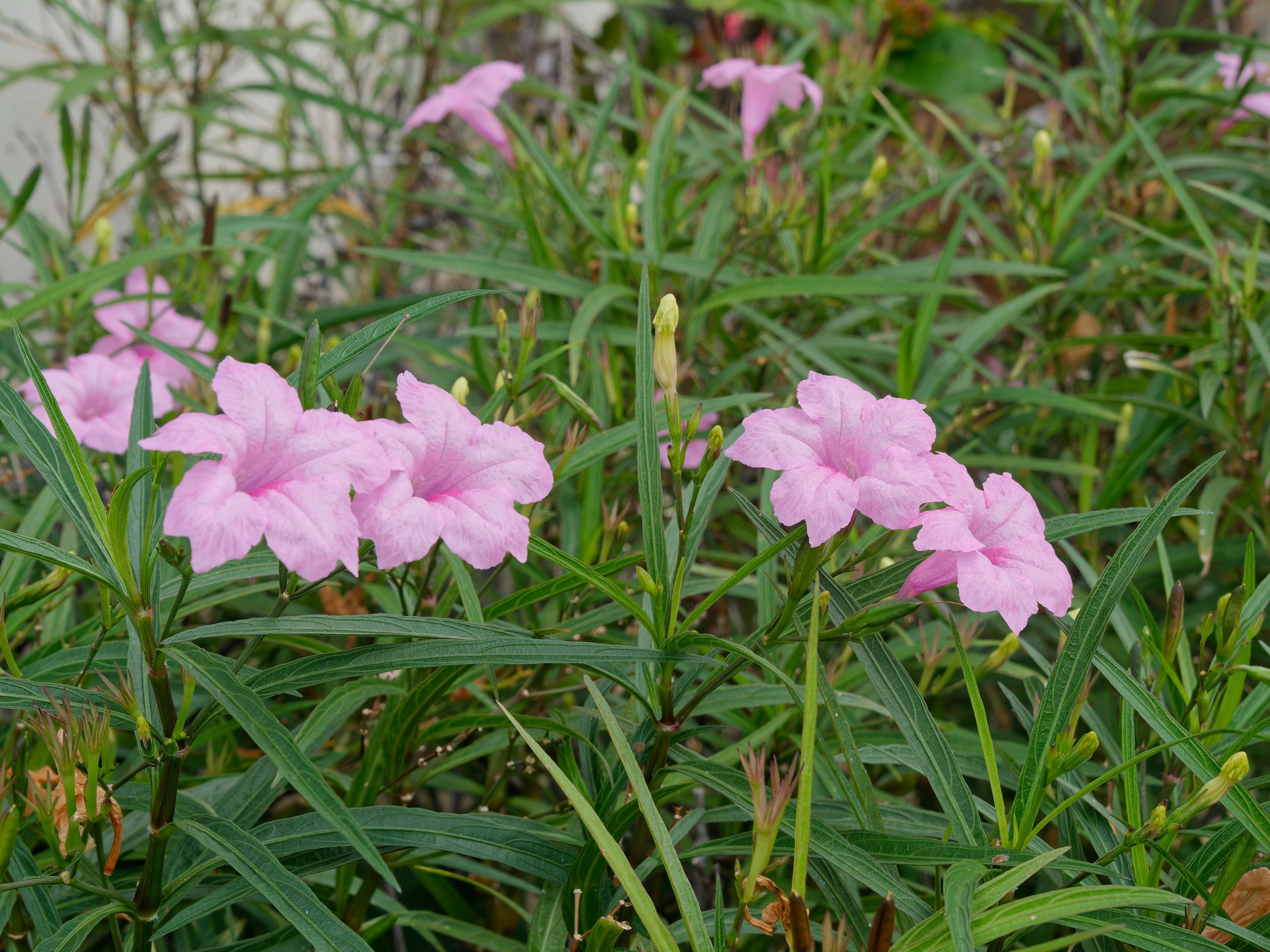 Хайнань 2026, флора, цветы и деревья. Фотопрогулки по Миру