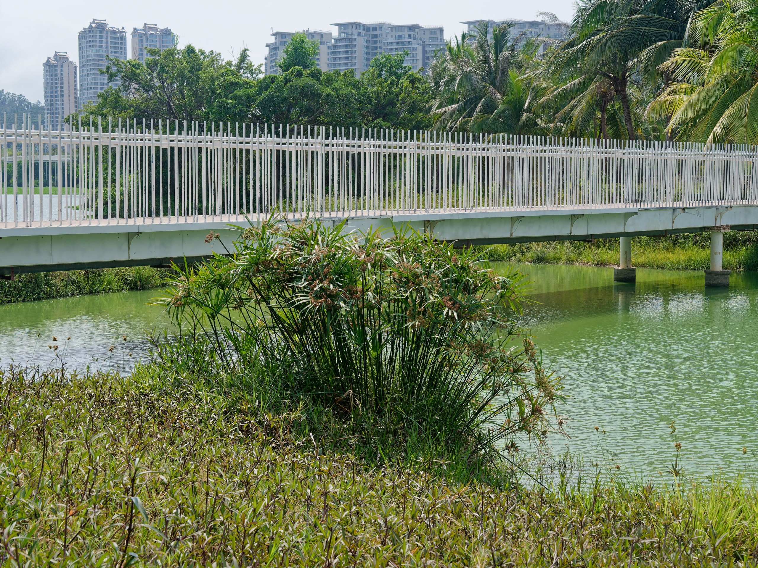 Хайнань 2026, флора, цветы и деревья. Фотопрогулки по Миру