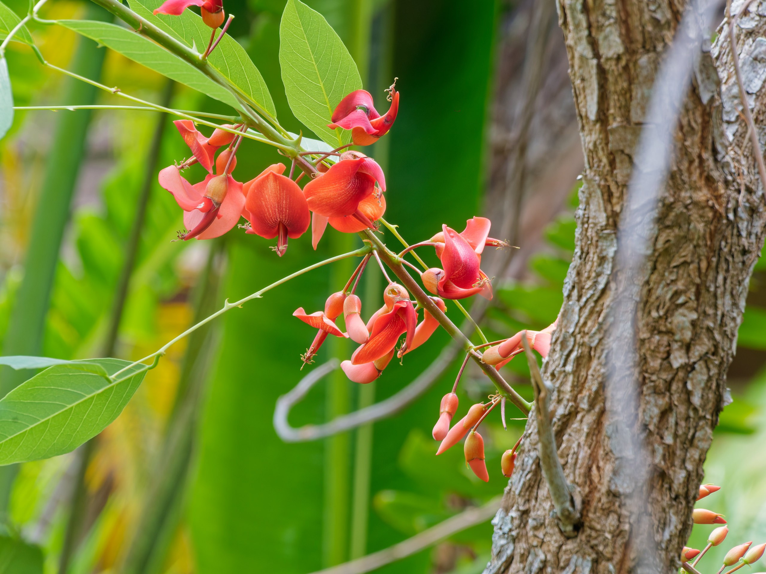 Хайнань 2026, флора, цветы и деревья. Фотопрогулки по Миру