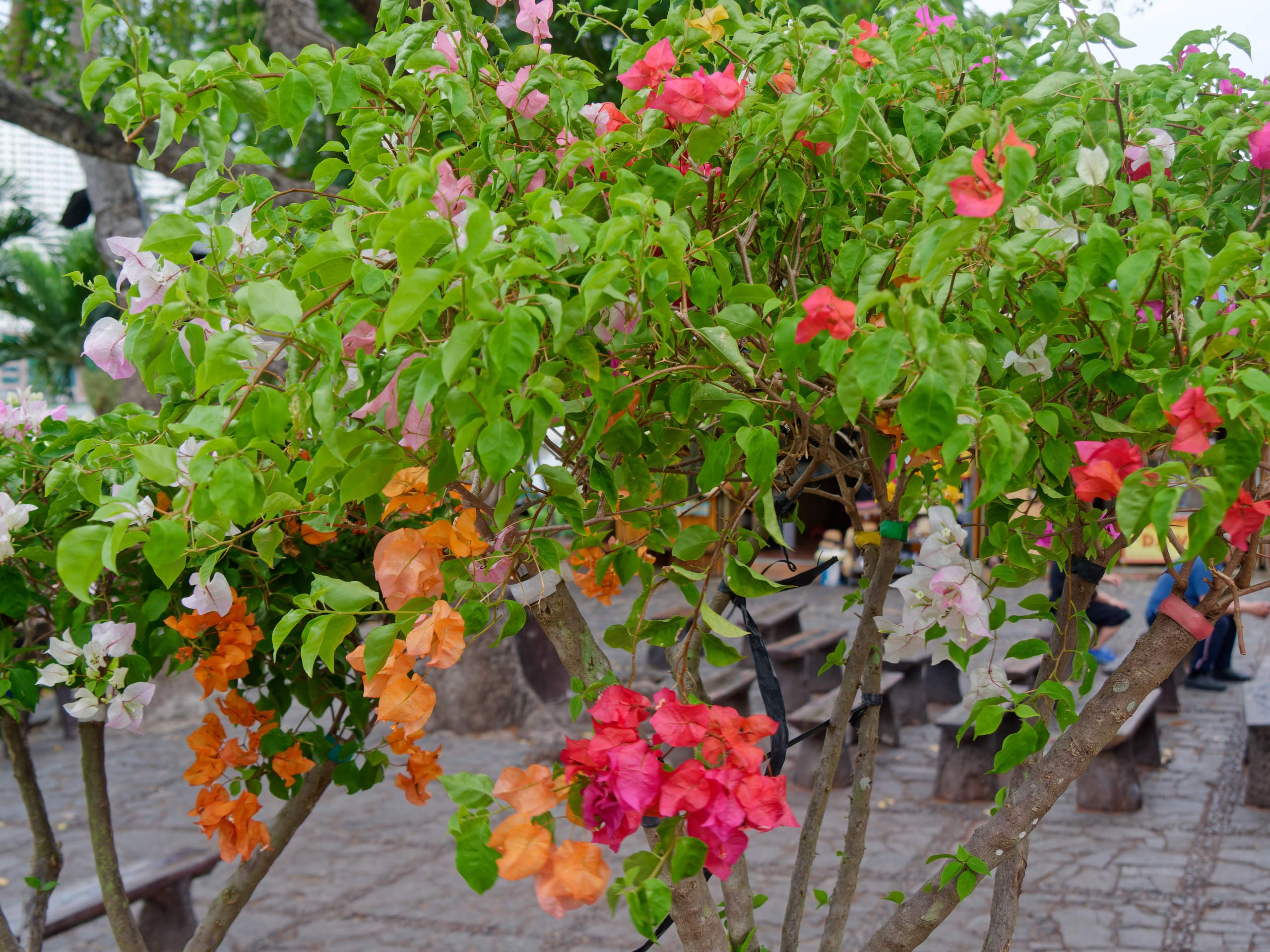 Нячанг 2025 (4). Избранные фотографии