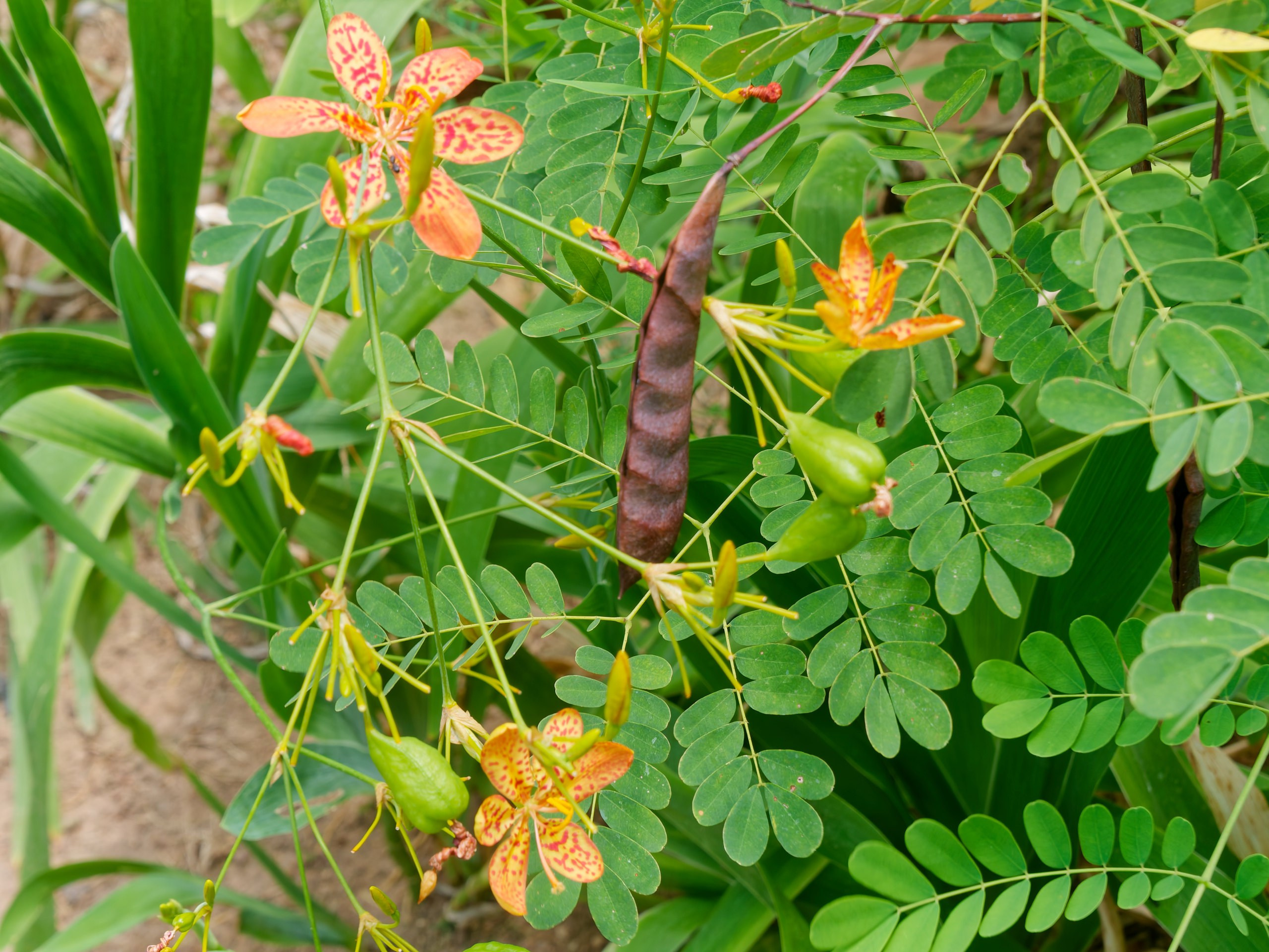 Хайнань 2026, флора, цветы и деревья. Фотопрогулки по Миру
