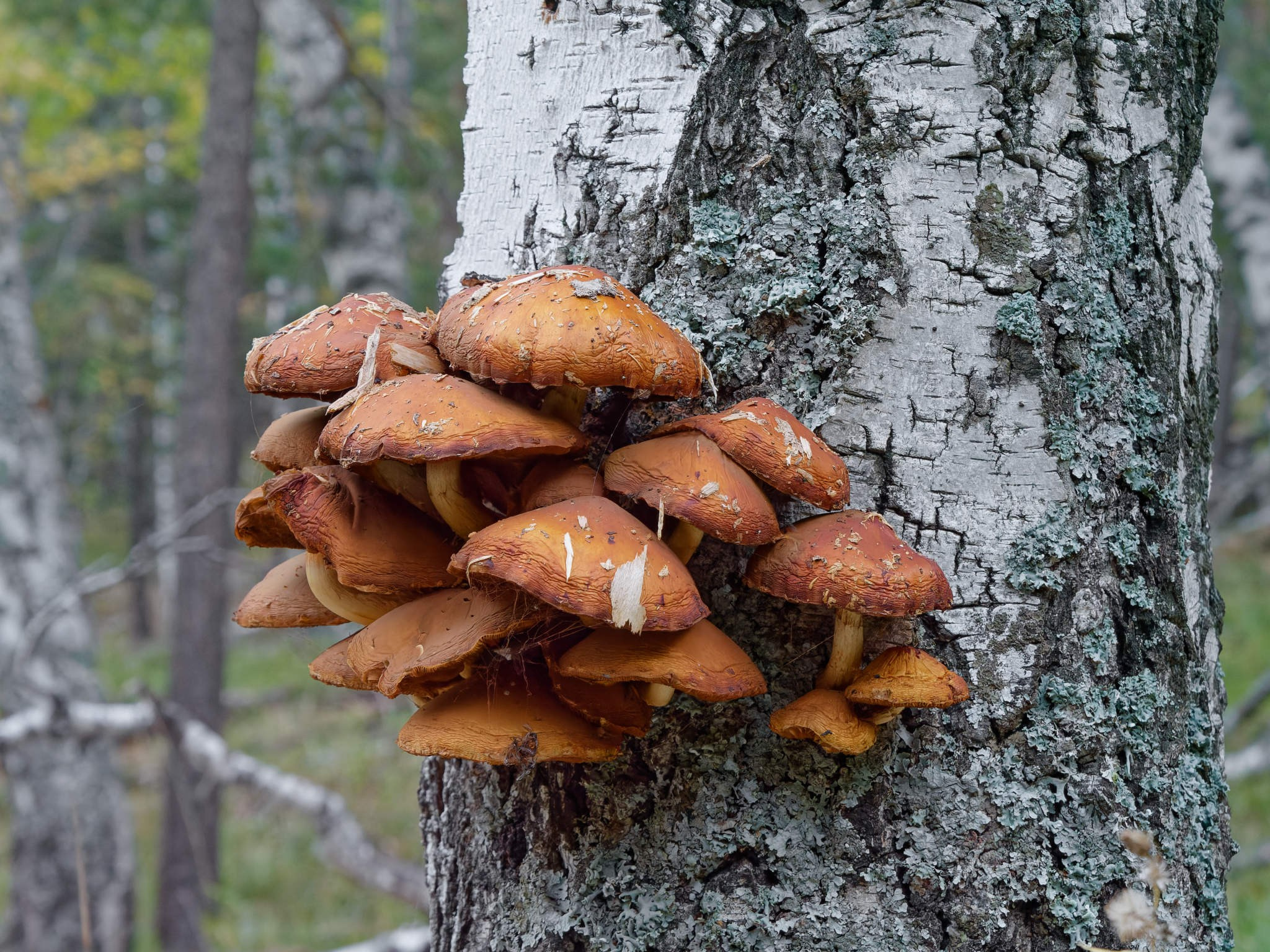 Боровое 2024 (из архива). Избранные фотографии