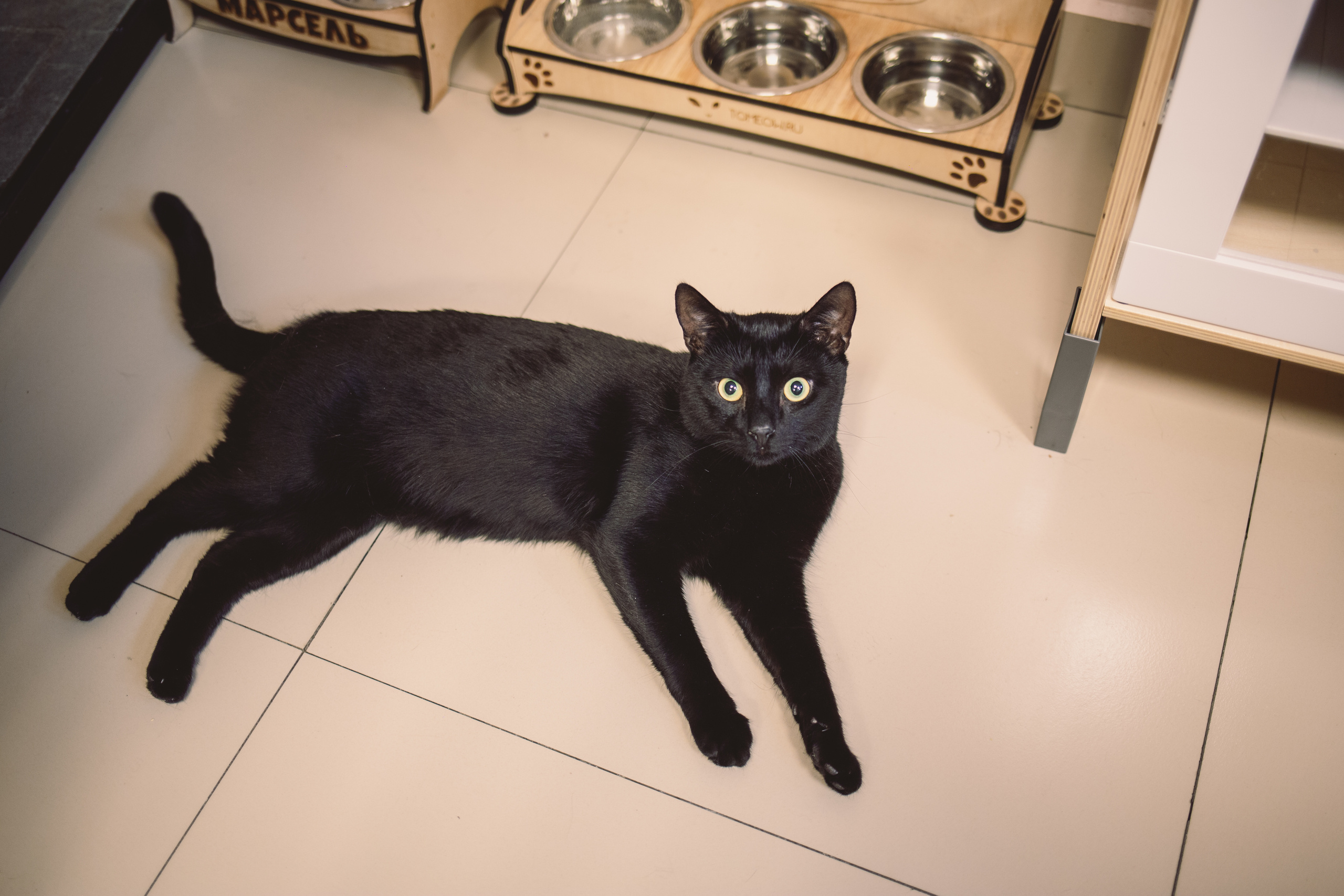 Кото-кафе «Soulmate» в Санкт-Петербурге