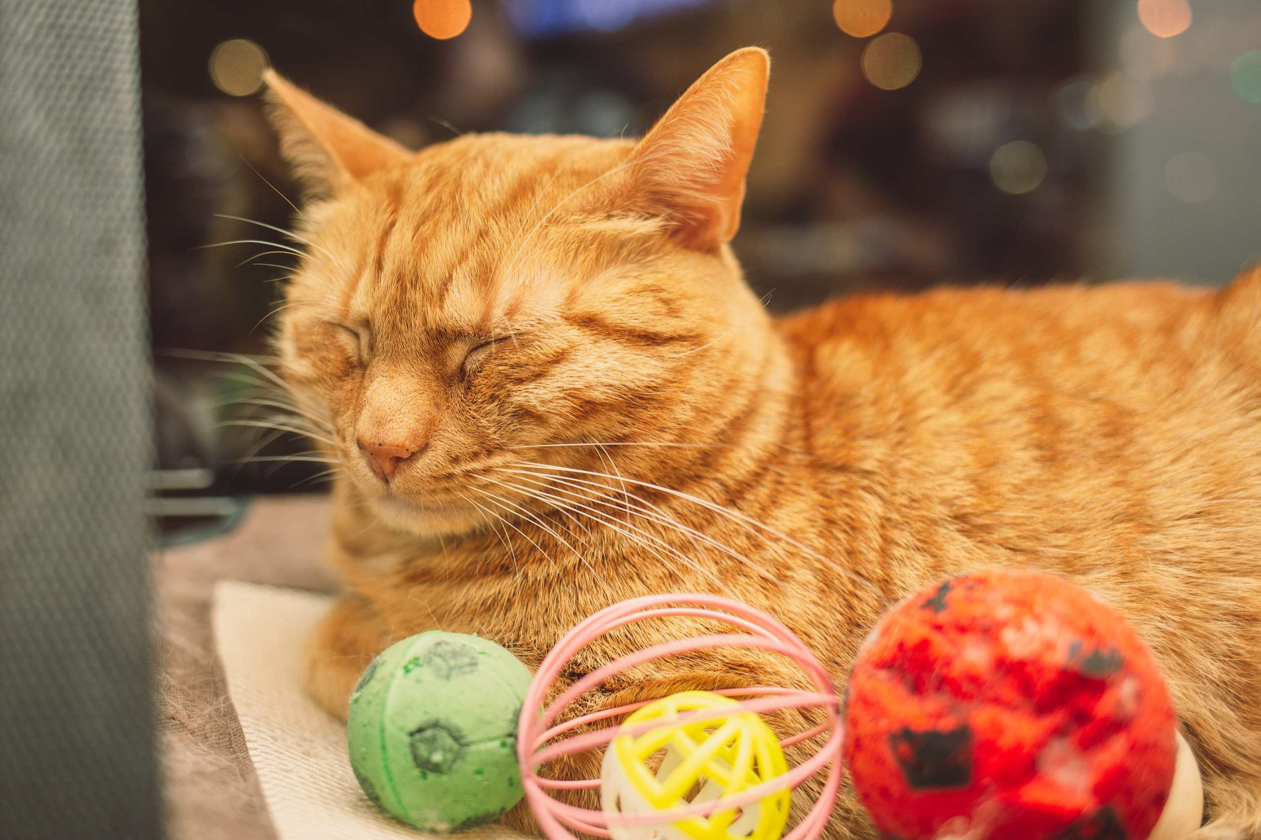 Кото-кафе «Soulmate» в Санкт-Петербурге