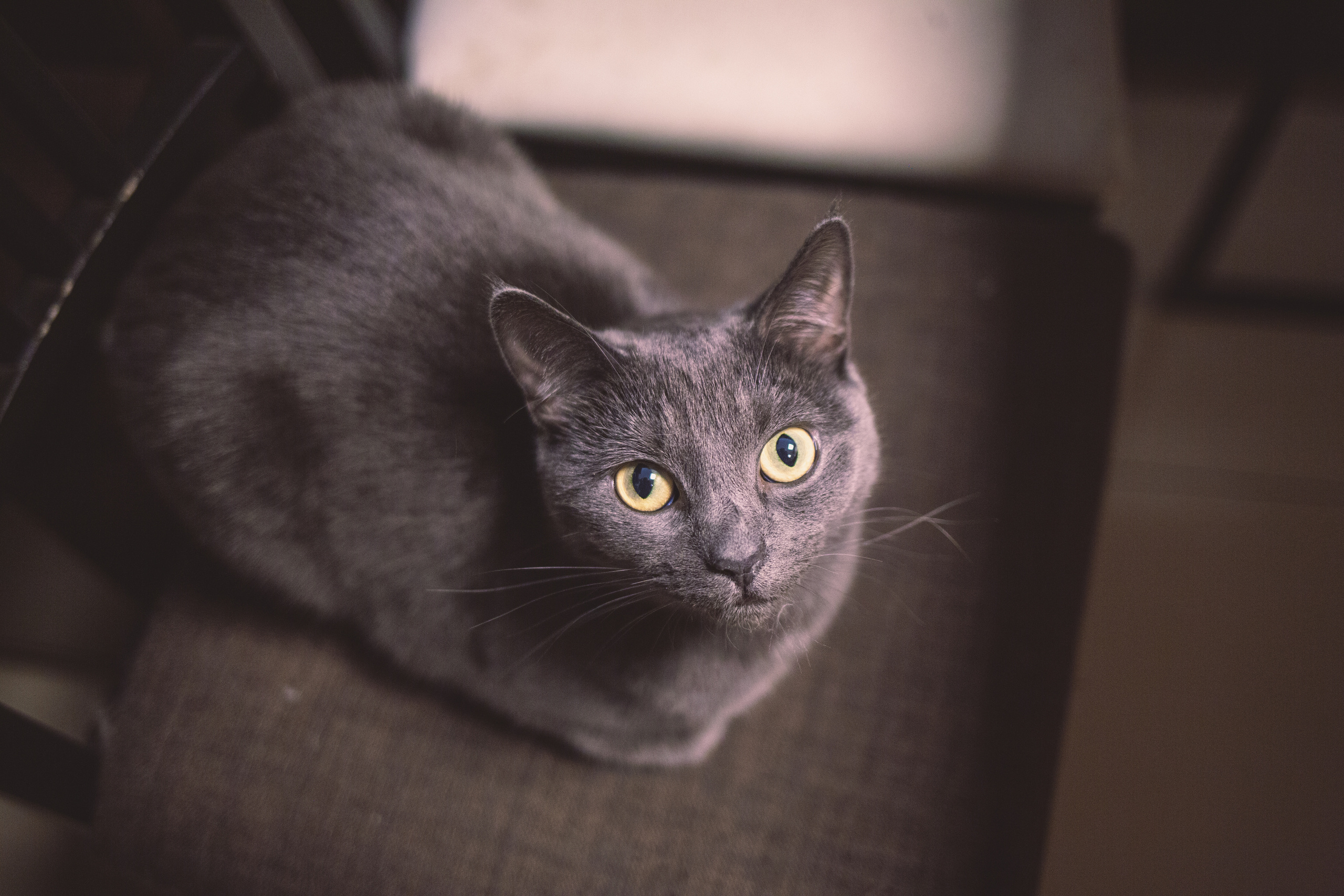 Кото-кафе «Soulmate» в Санкт-Петербурге