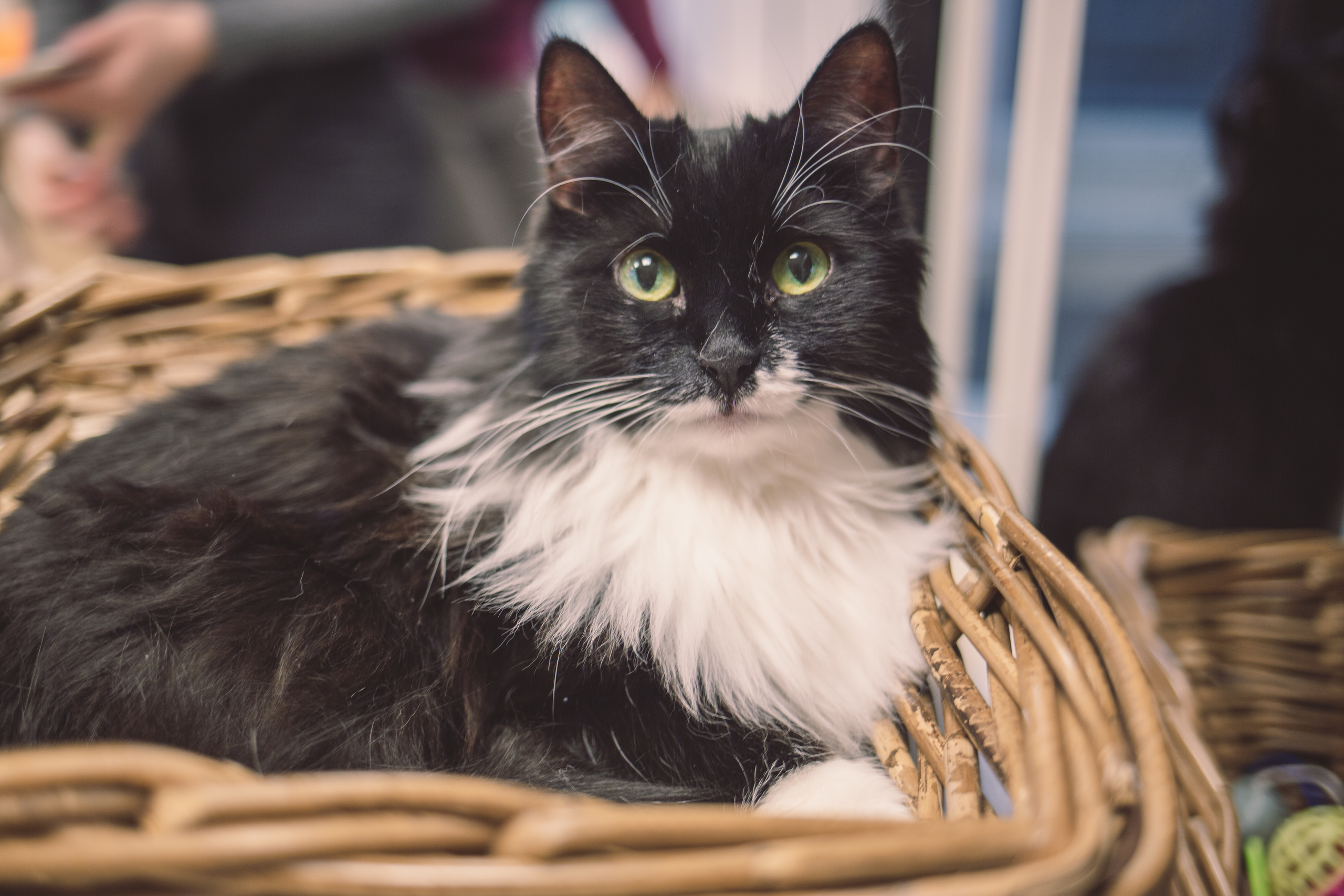 Кото-кафе «Soulmate» в Санкт-Петербурге