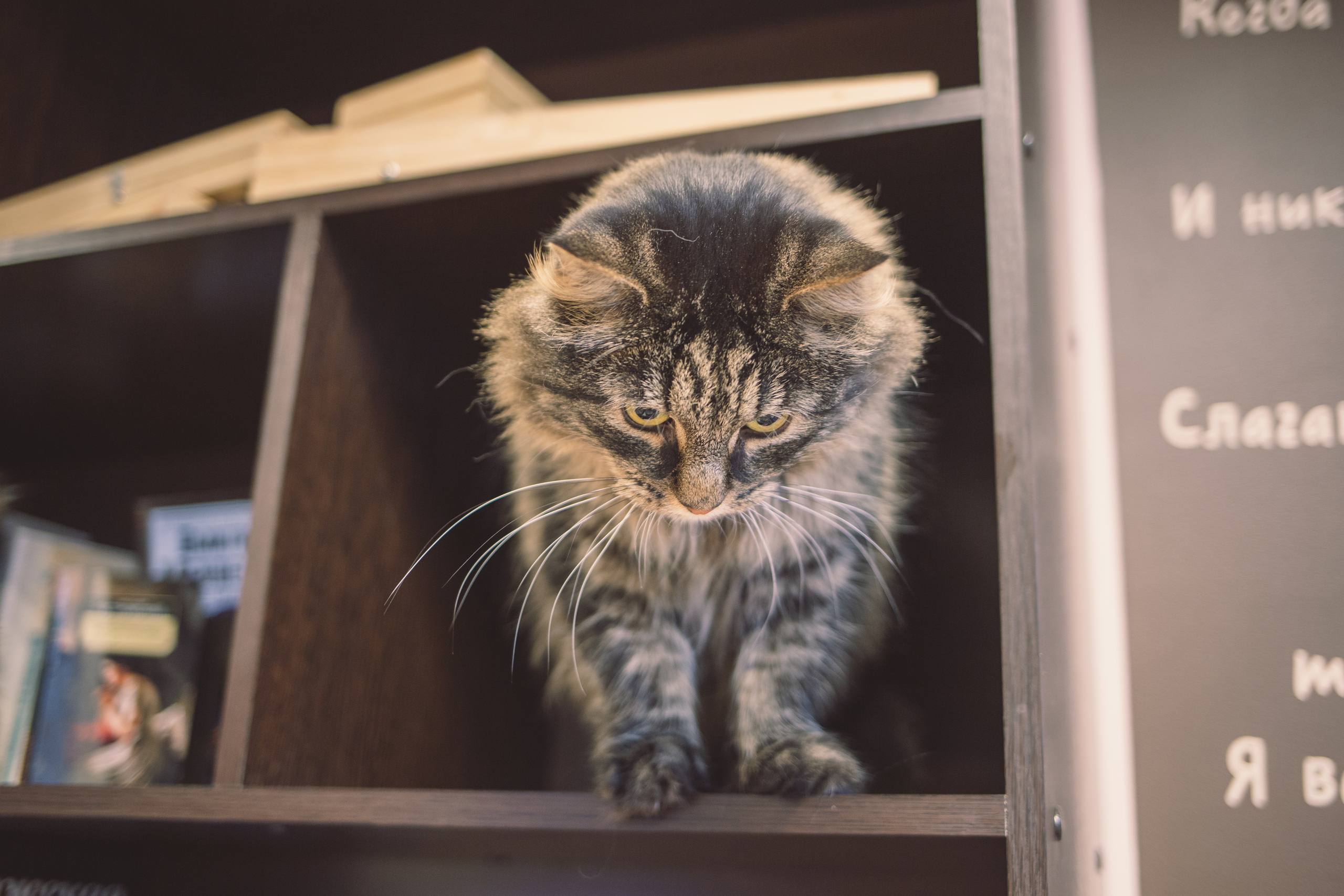 Кото-кафе «Soulmate» в Санкт-Петербурге