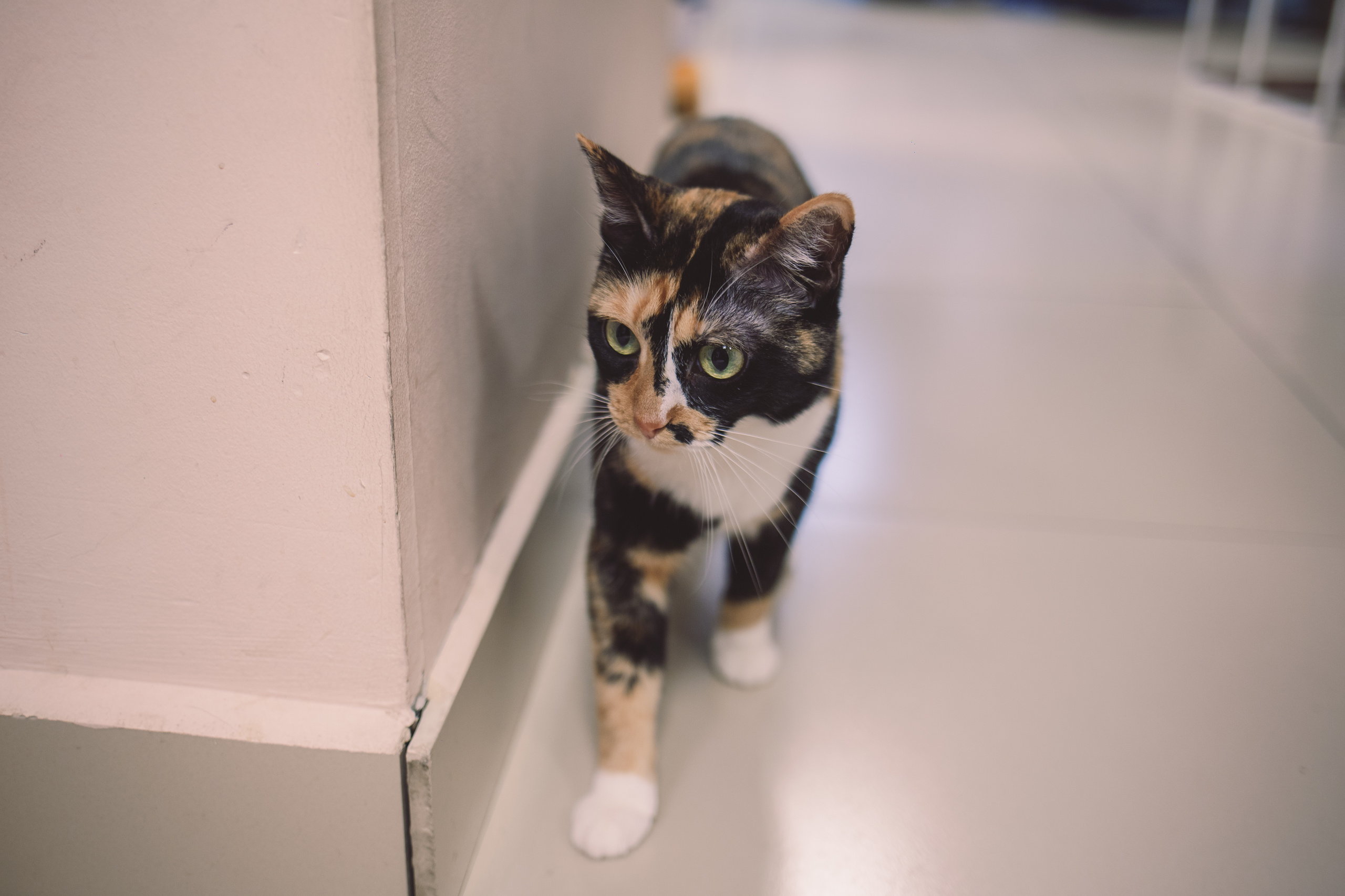 Кото-кафе «Soulmate» в Санкт-Петербурге