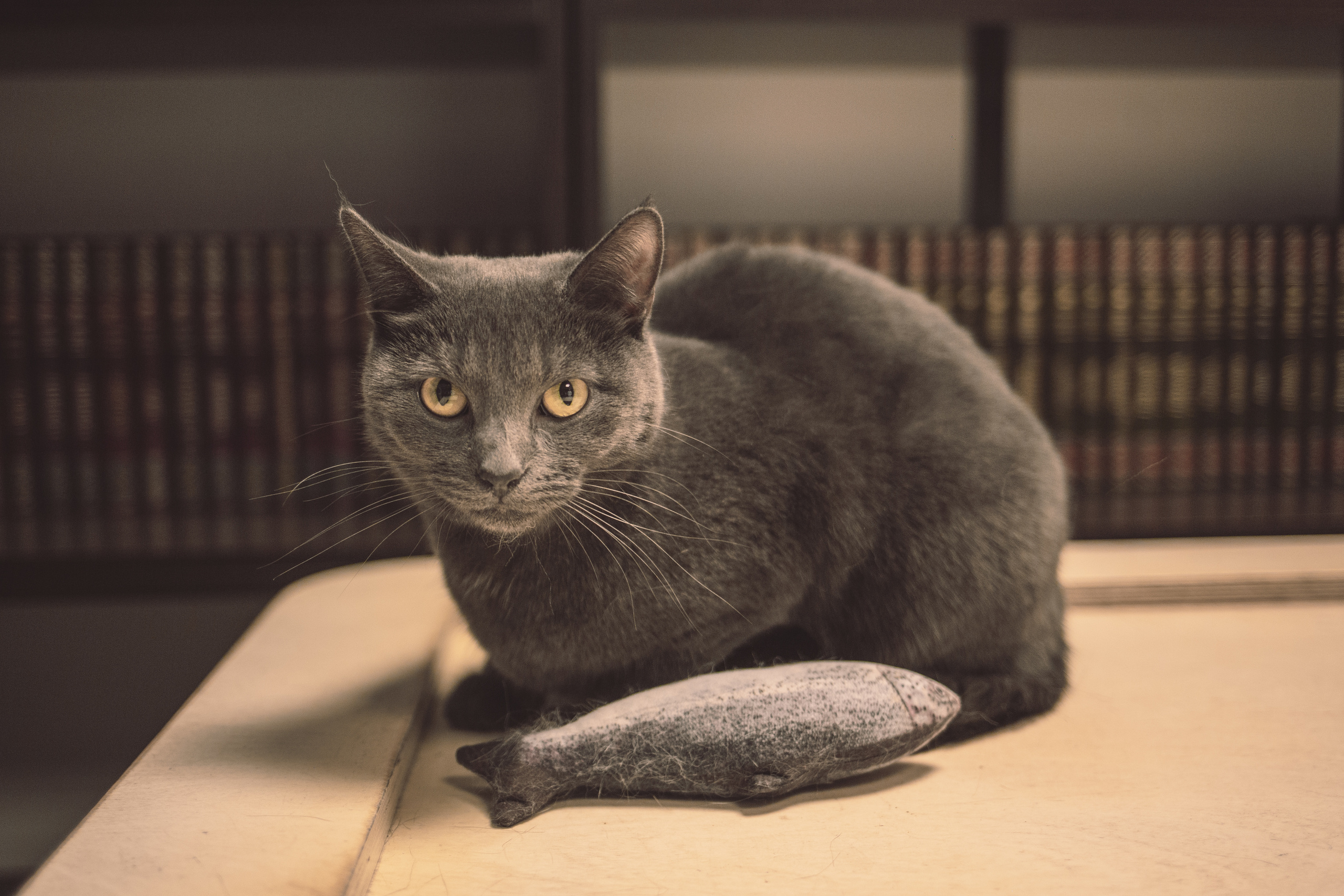 Кото-кафе «Soulmate» в Санкт-Петербурге