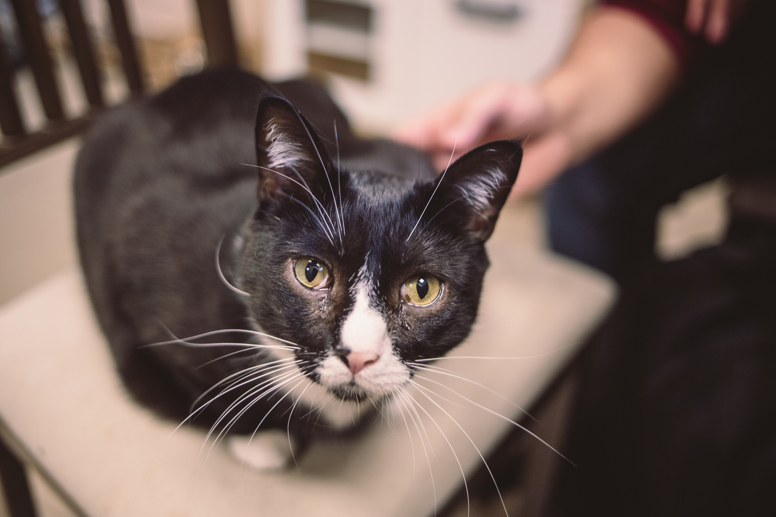 Кото-кафе «Soulmate» в Санкт-Петербурге