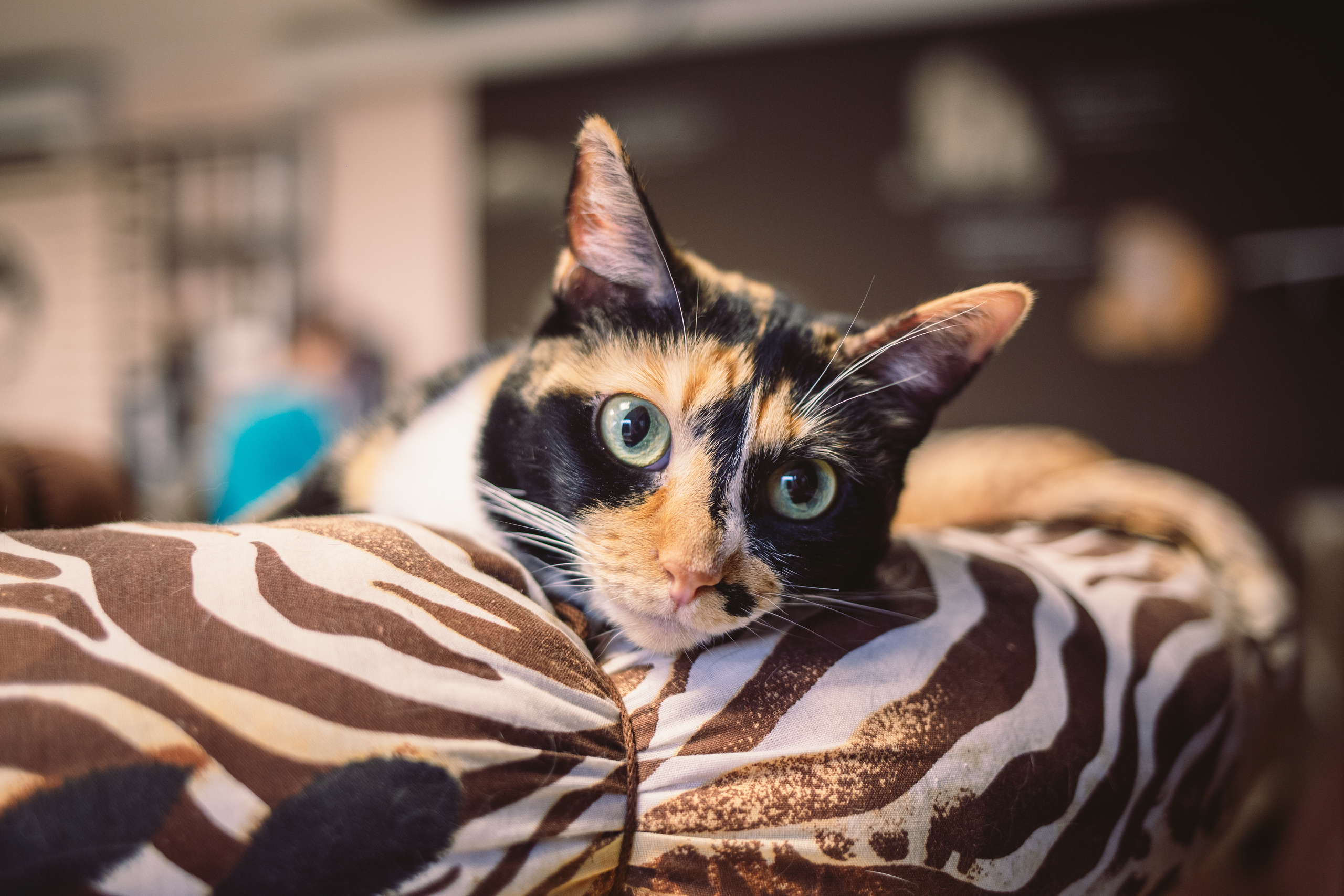 Кото-кафе «Soulmate» в Санкт-Петербурге