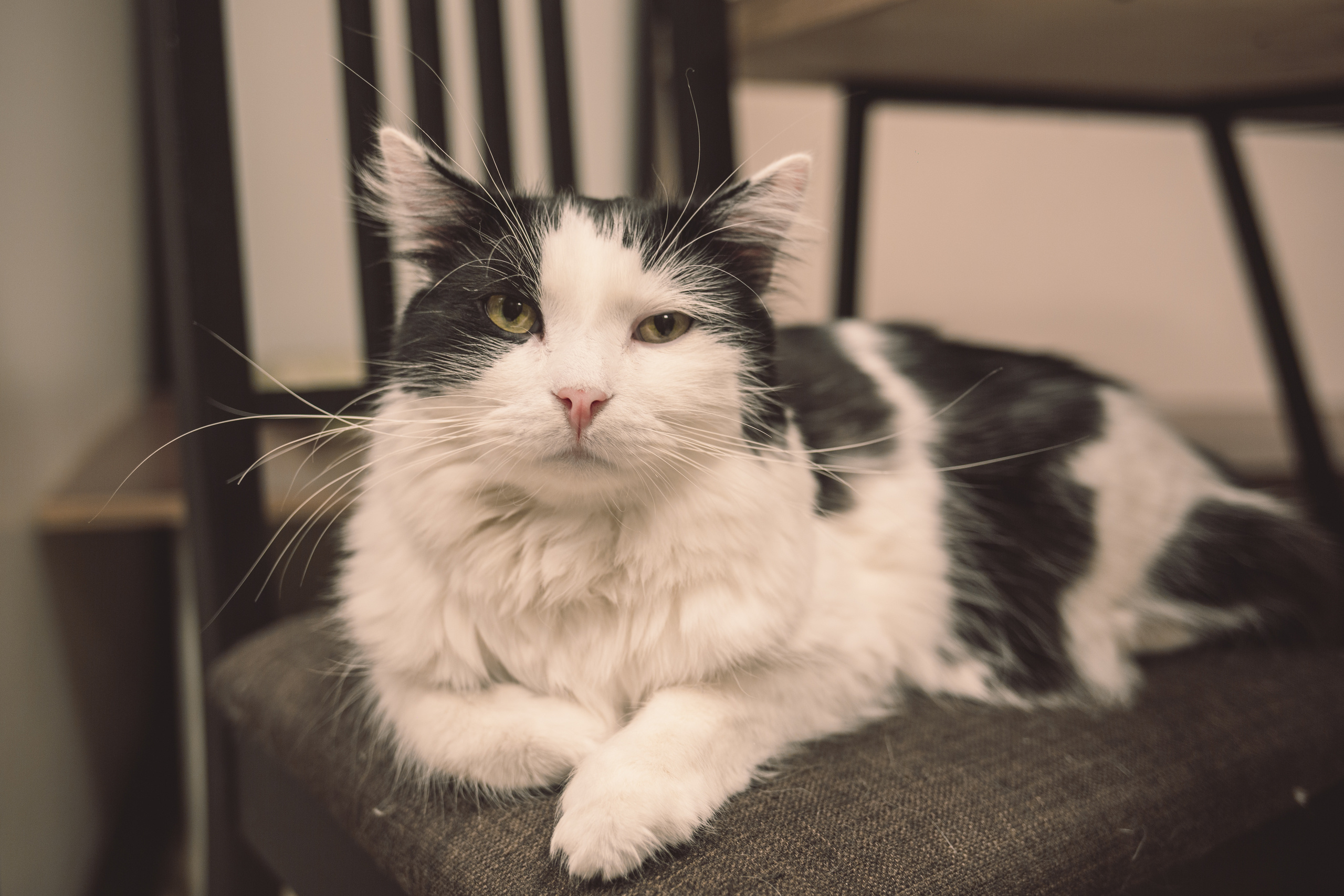 Кото-кафе «Soulmate» в Санкт-Петербурге