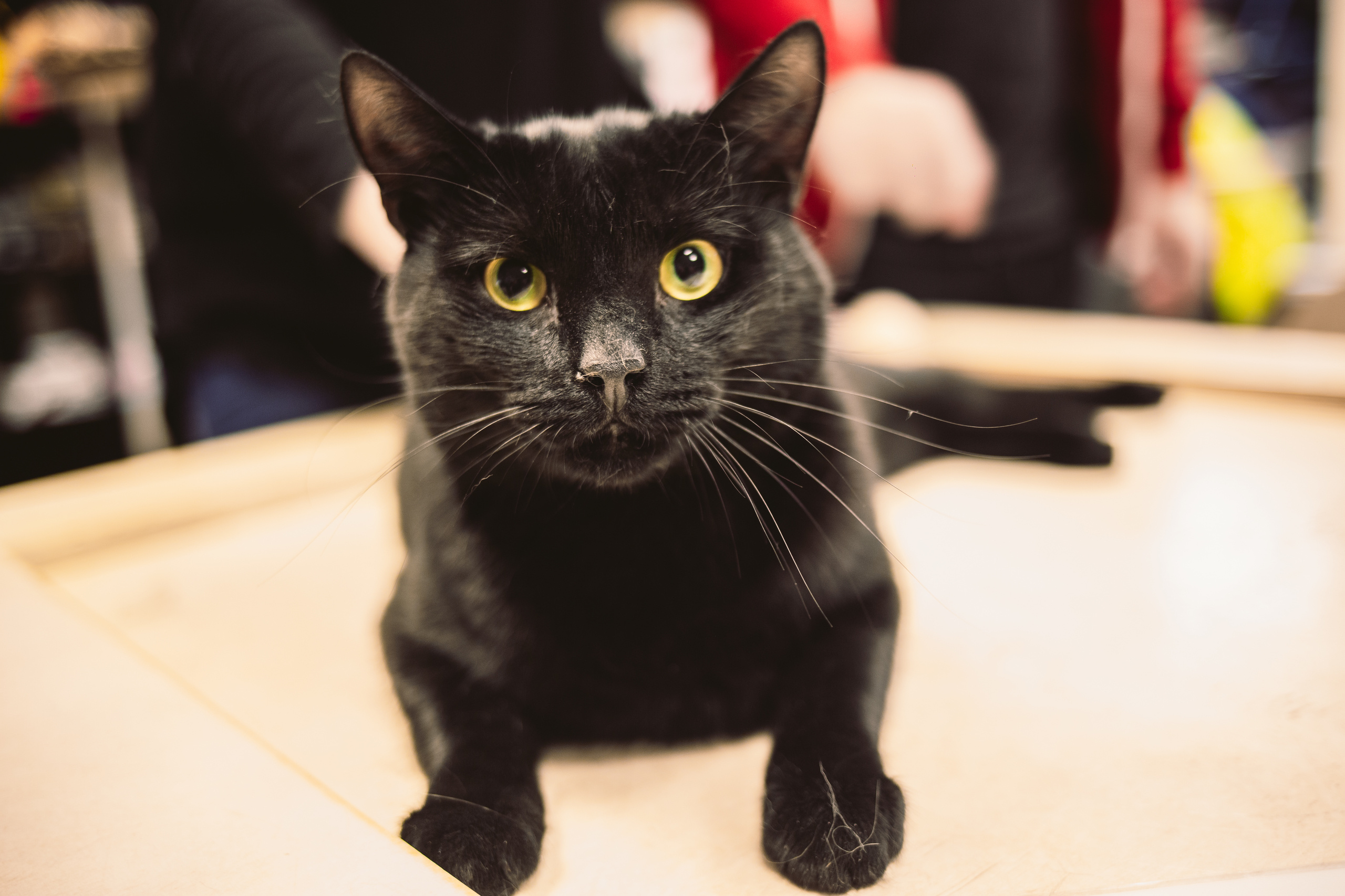 Кото-кафе «Soulmate» в Санкт-Петербурге