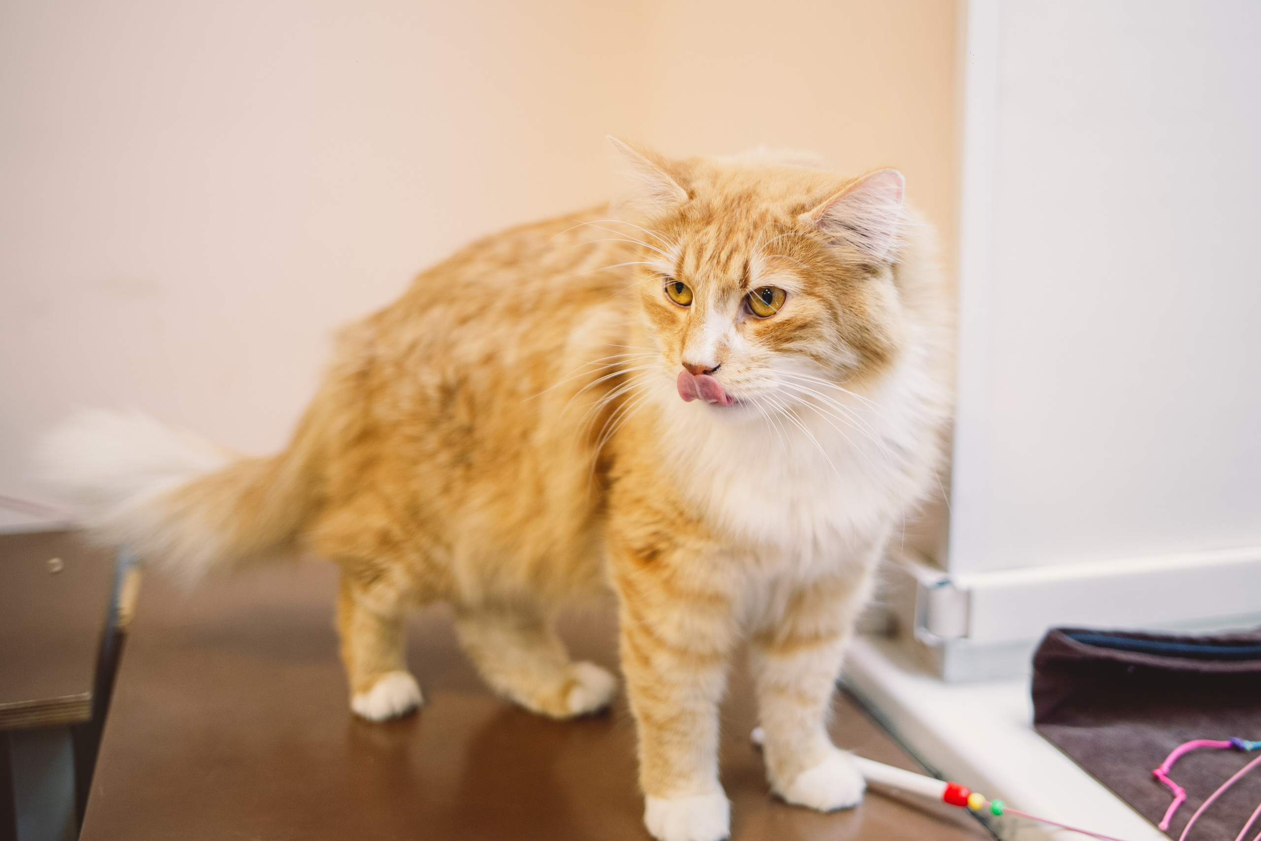 Кото-кафе «Soulmate» в Санкт-Петербурге