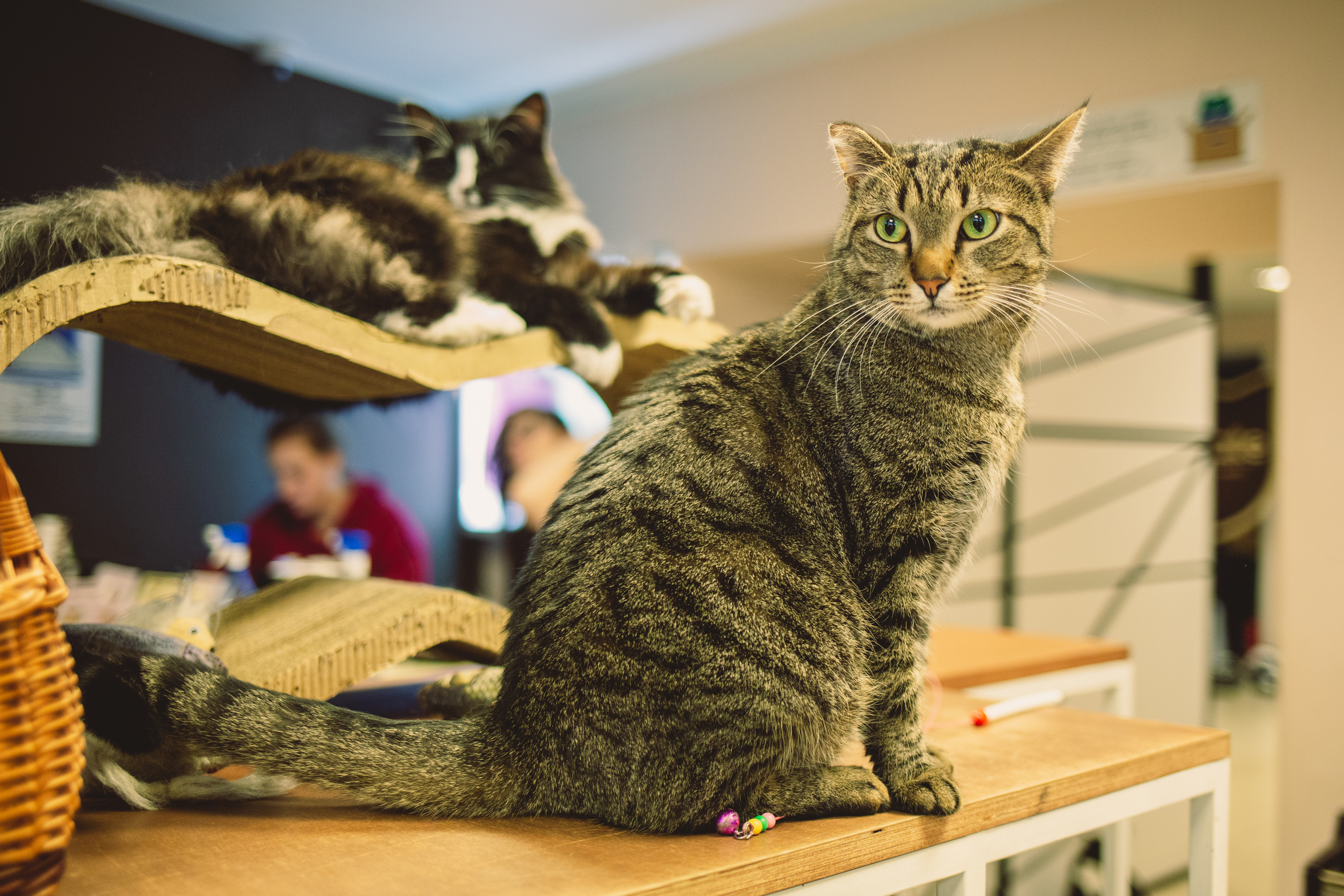 Кото-кафе «Soulmate» в Санкт-Петербурге